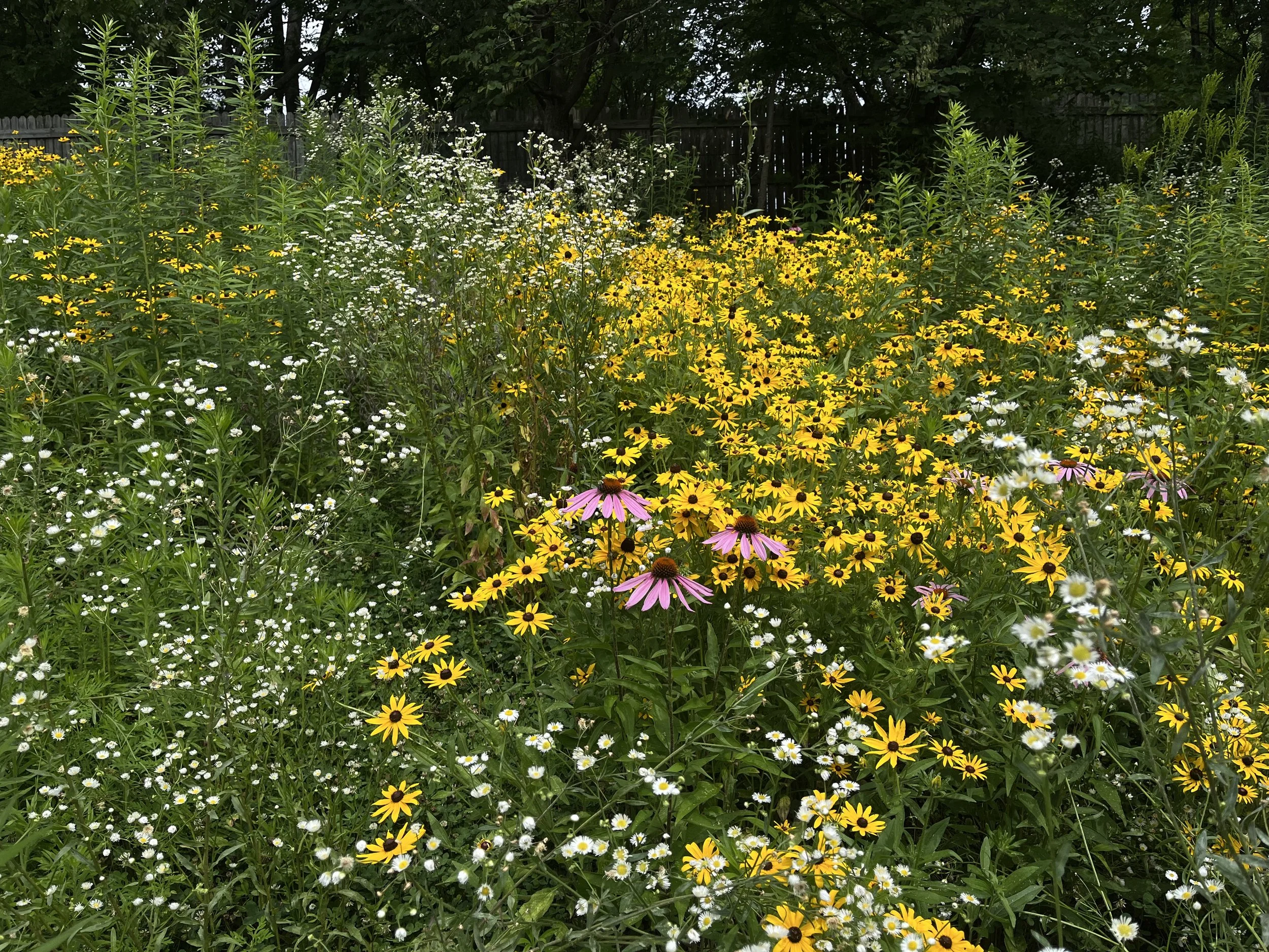 A second- and third-year sloped meadow planting with perennial plugs. First year was a swath of ragweed with a few flowers poking out - exactly what we wanted! Ragweed is an excellent native cover crop that, while causing allergies one or two weeks o