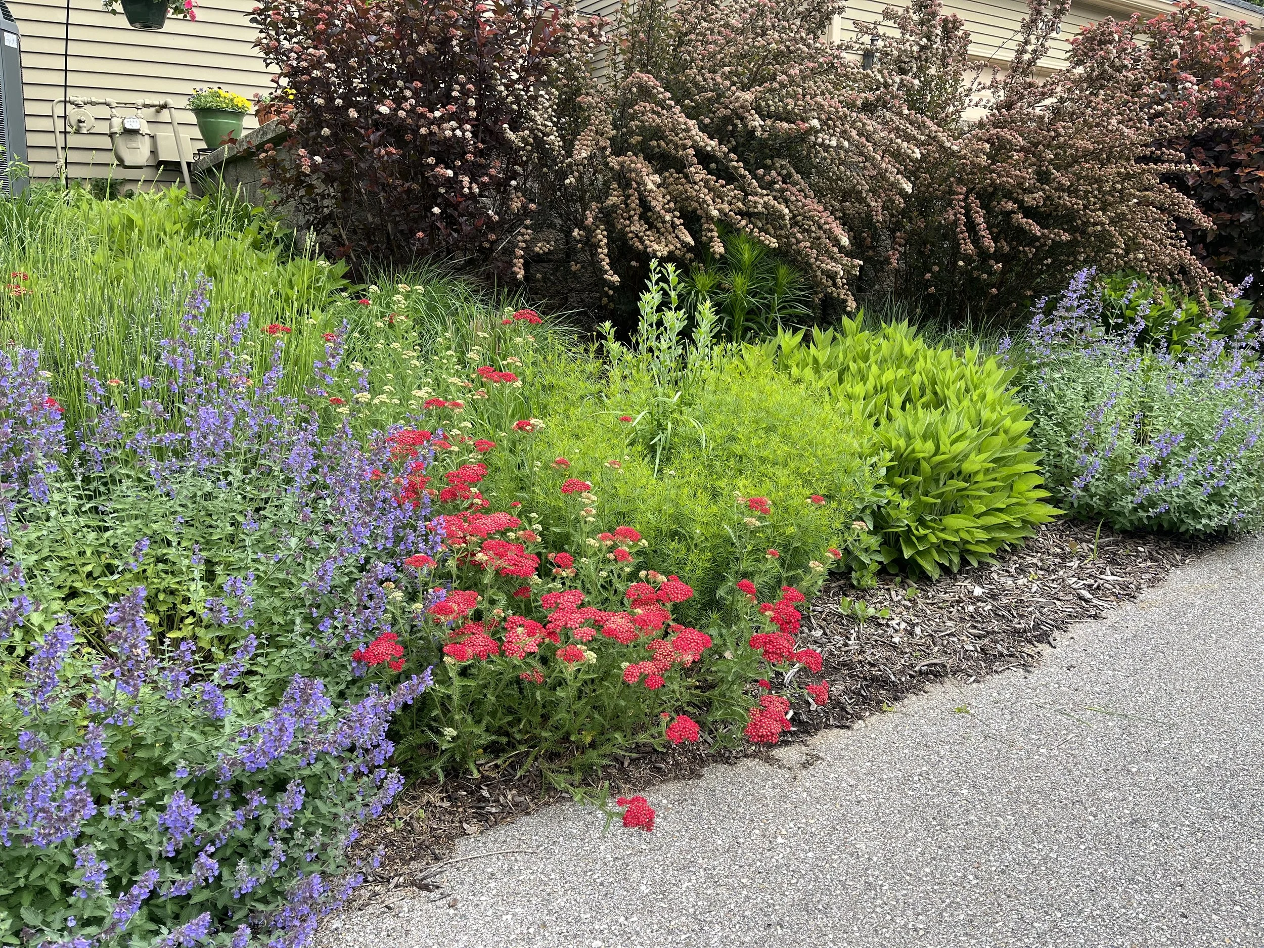 A row of little-leaf ninebark fronted by masses of catmint, red yarrow, black-eye susan, lavender, little bluestem grass, and coreopsis.