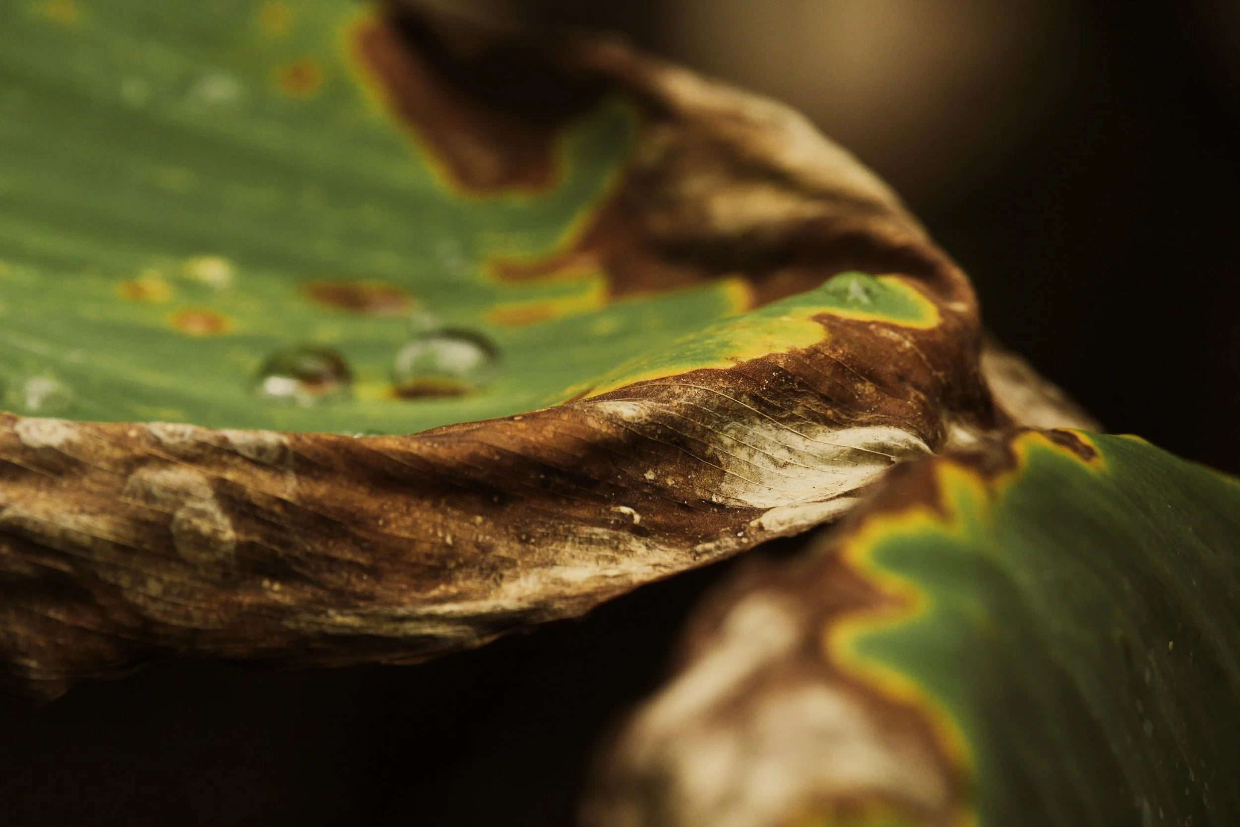 Close-up of withered green plant leaves, brown and yellow patches, water droplets, and dark background.