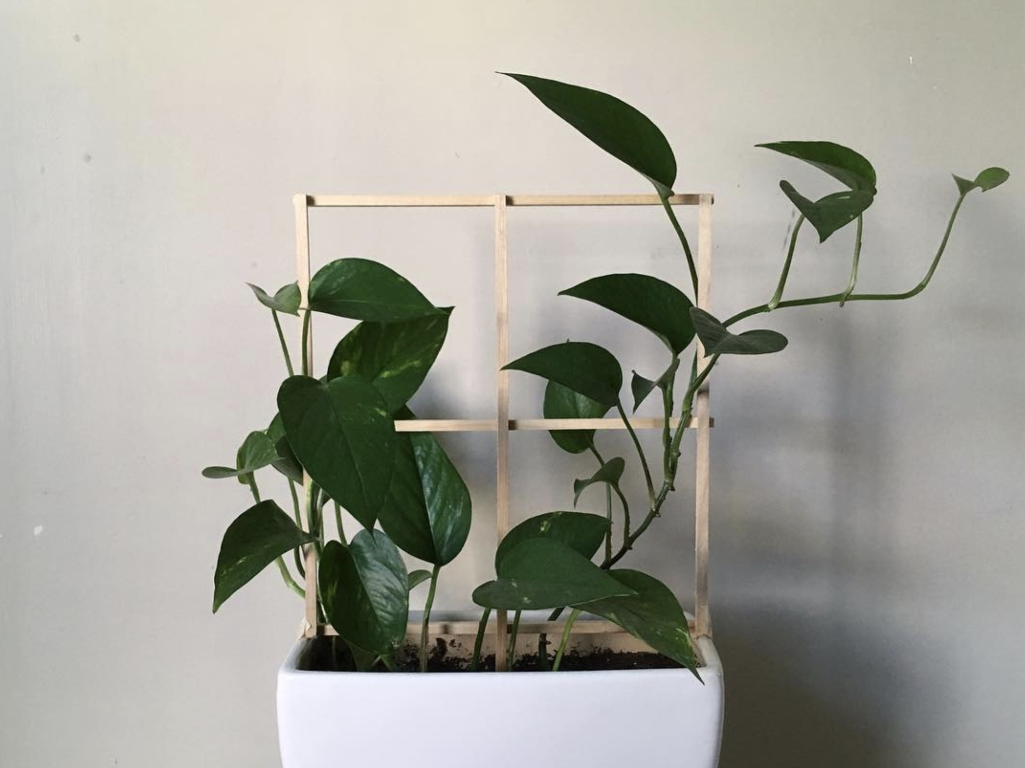 The plant is still massive. A vine is growing up and away from the trellis.