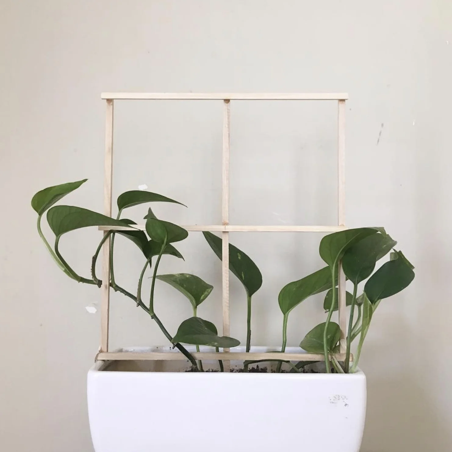 The plant is expanding and growing.