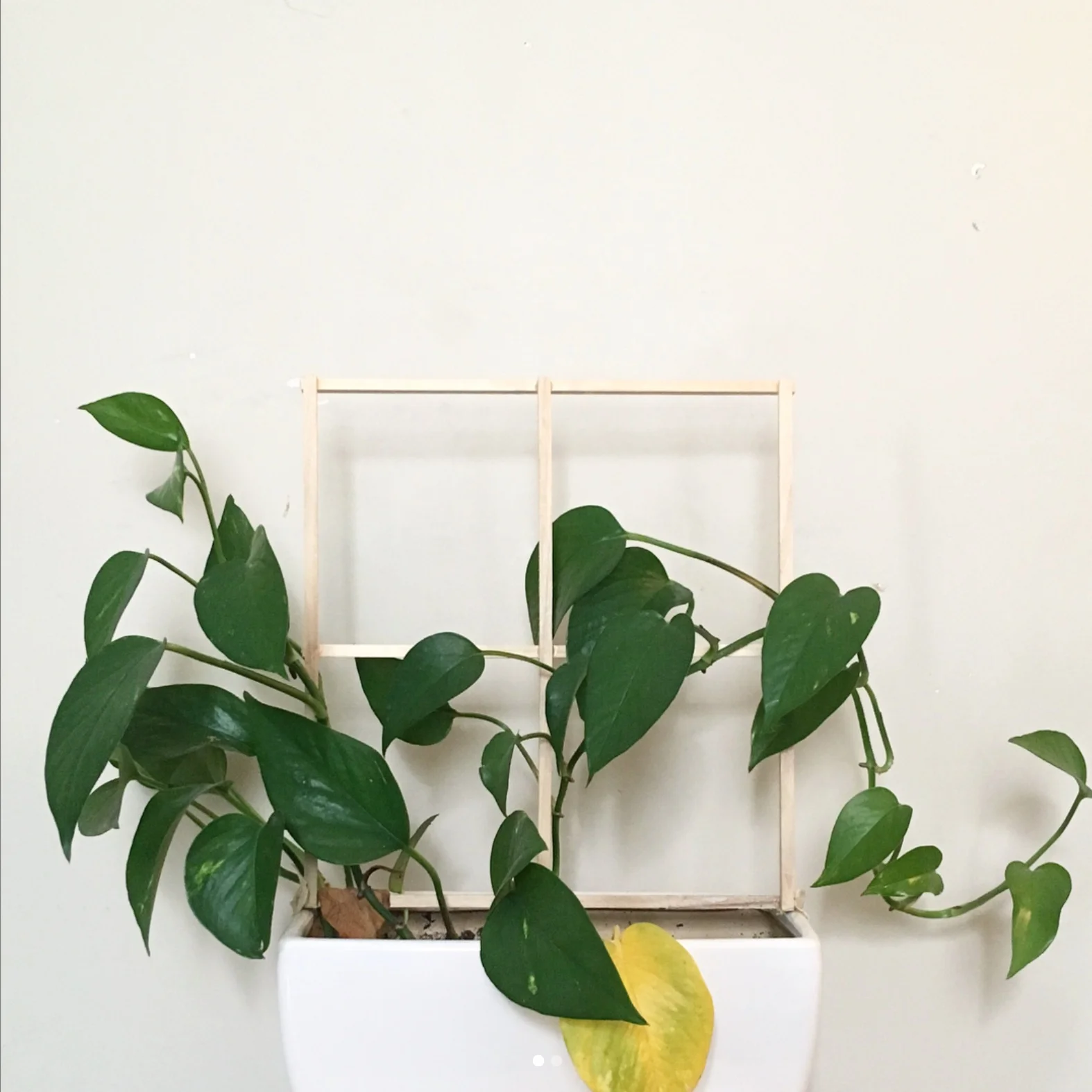 The plant looks wilted. It is smaller and drooping. Some leaves are yellow and brown.