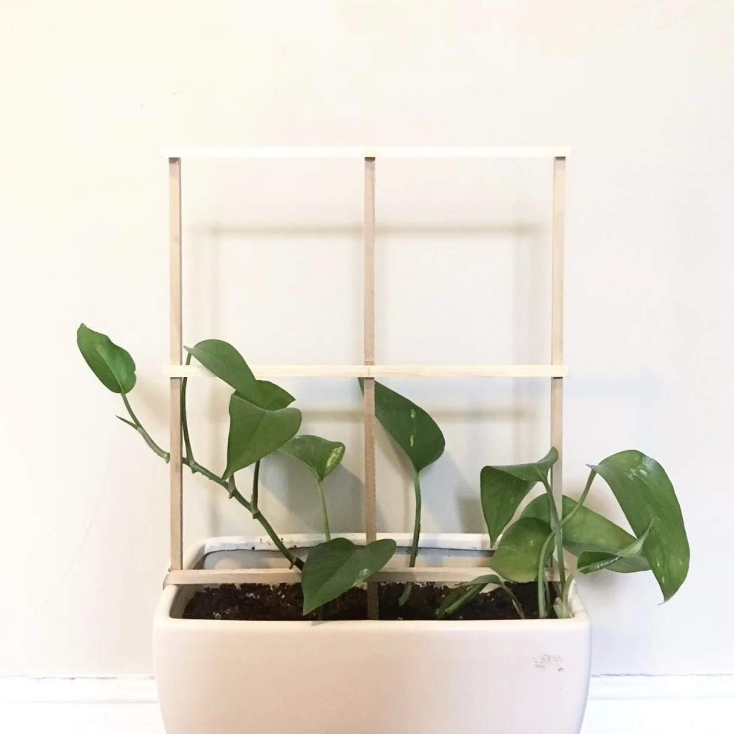 The plant is continuing to grow on one side, and on the other, the leaves are wilting.