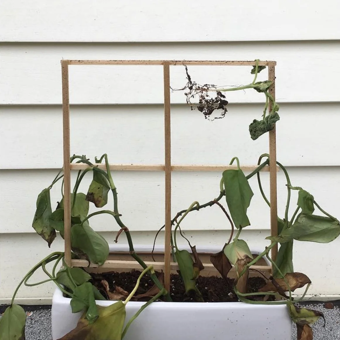 The plant is completely destroyed. The photograph is now outdoors. The vines are narrow and have lost most leaves. Somehow a different, smaller plant has been uprooted and hangs from the top of the trellis. 