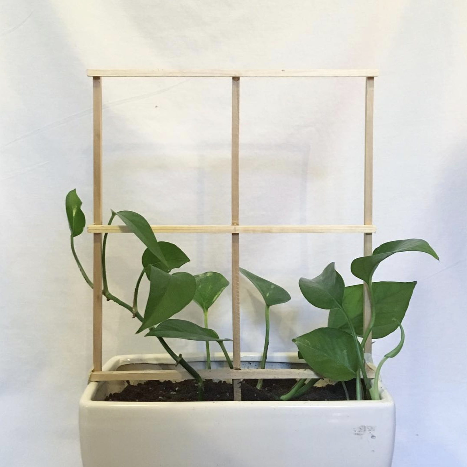 Photograph of a pothos houseplant growing around a wooden trellis. The wooden trellis is made of dowels, and is roughly the shape and proportions of a four-panel comic like other four-panel comics found on this site. The plant and trellis are on top 