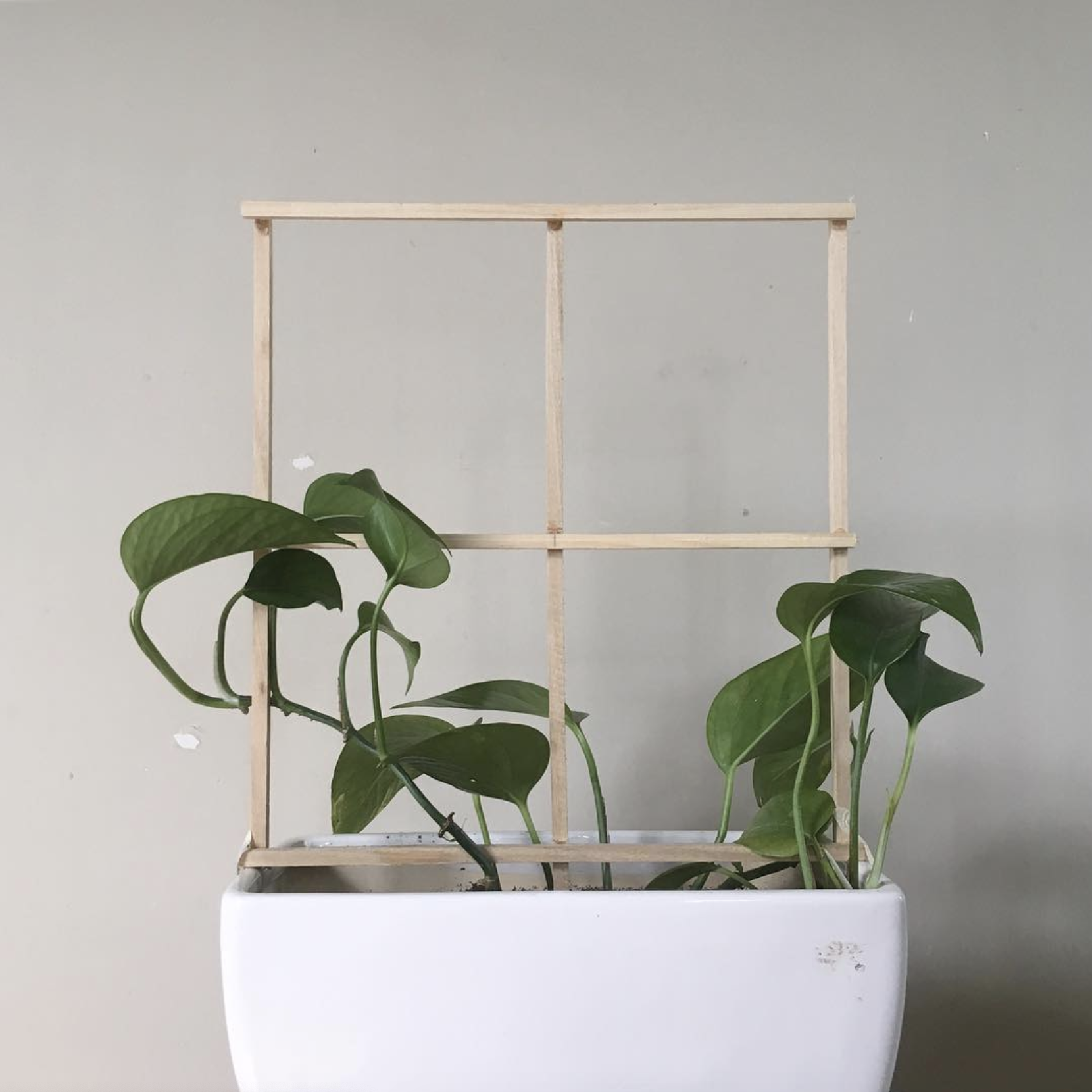 The whole plant is growing and more lively. The plant is getting taller.