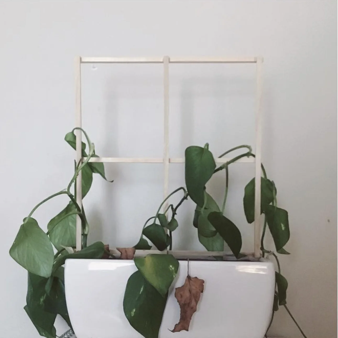 The plant is significantly drooping. The leaves are curling, many are brown, and the vine is limp. The leaves drape over the trellis.