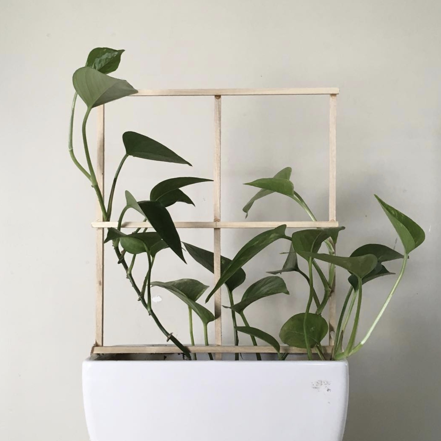 The plant is very tall now, reaching up above the very top of the trellis. Each of the four panels is filled with plant.