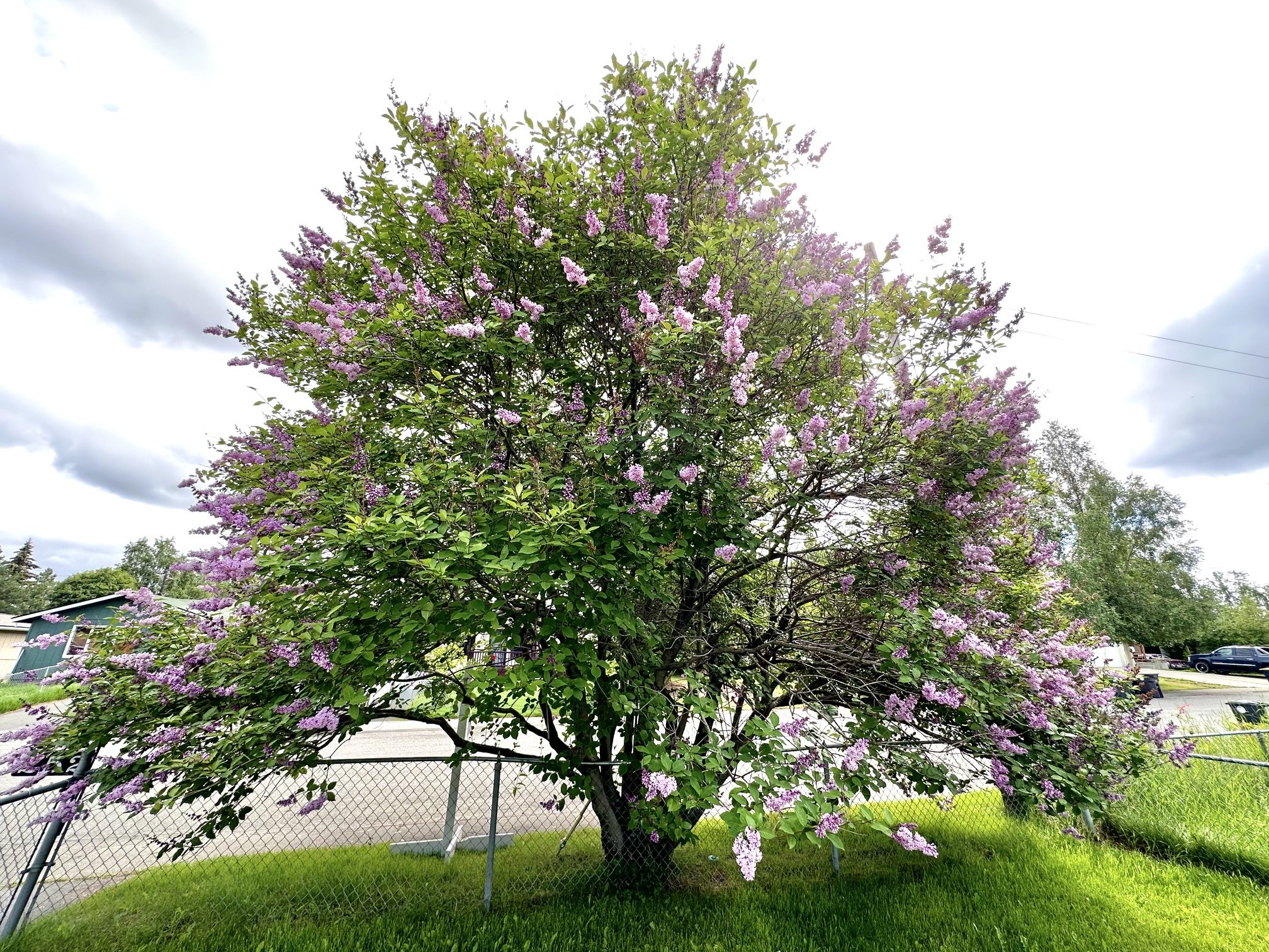 Lilac Tree in Front of House