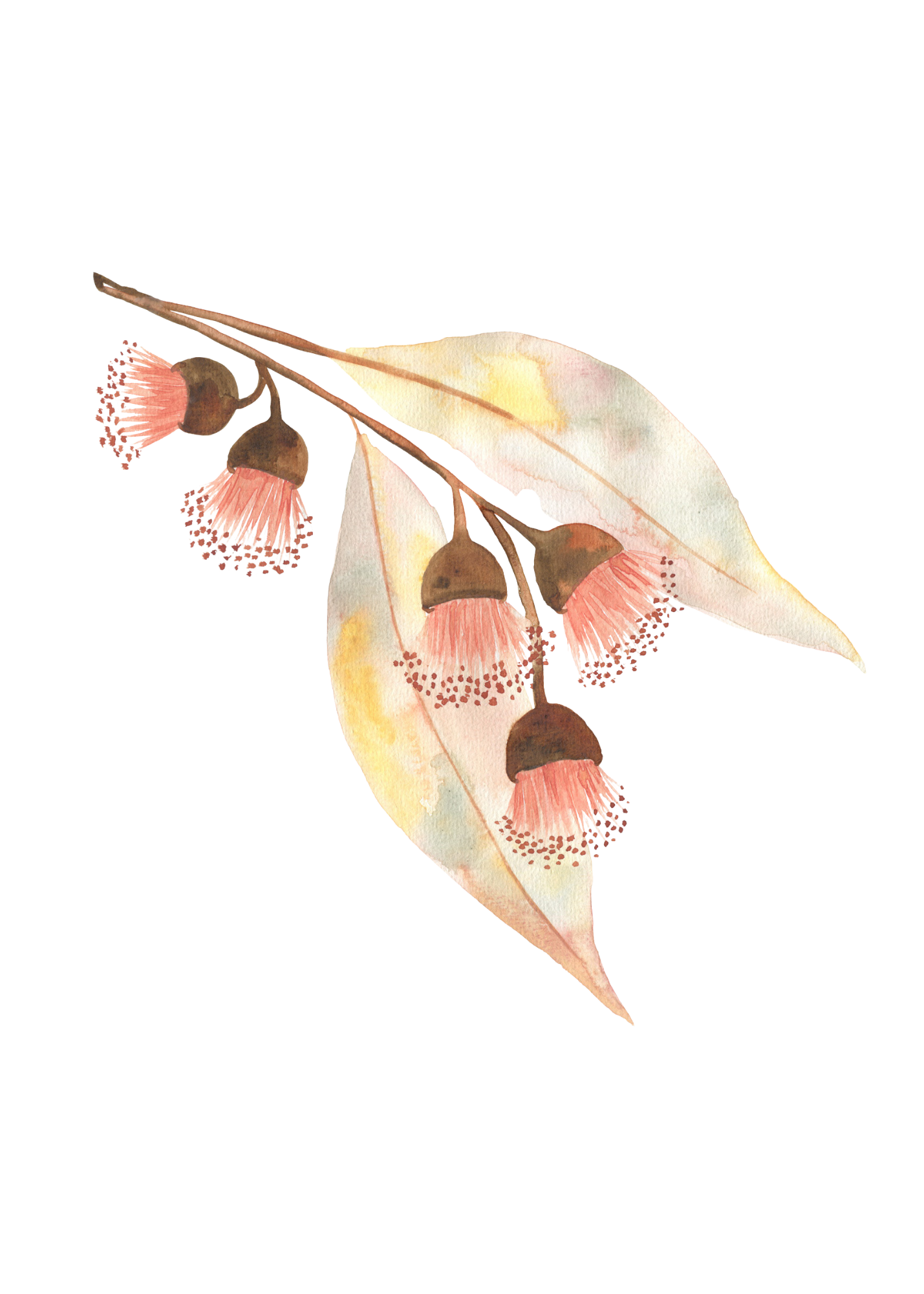 Watercolor illustration of eucalyptus leaves and pink flowers with rounded brown seed pods.