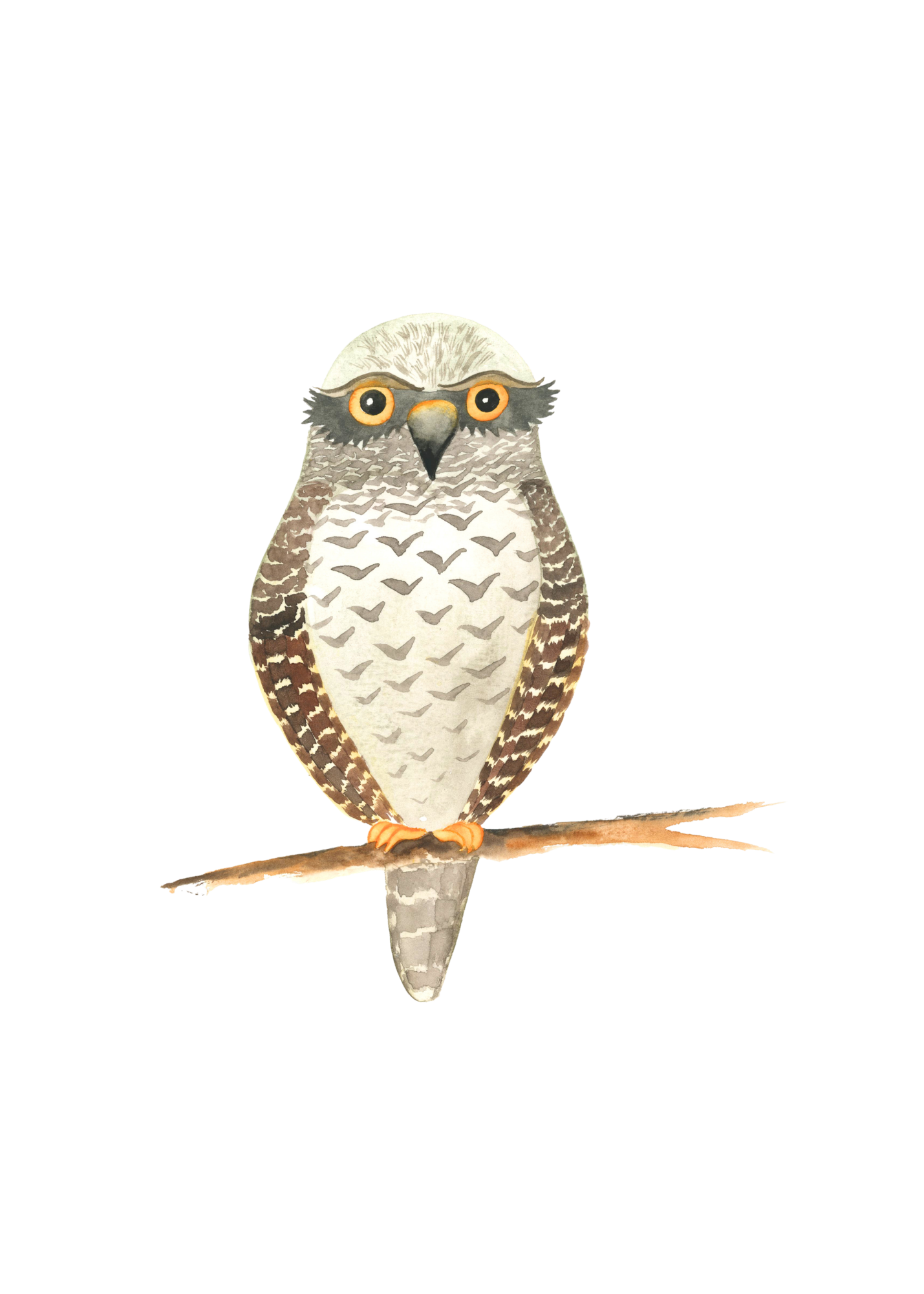 Watercolor illustration of a hawk with orange eyes and brown patterned wings, perched on a branch.