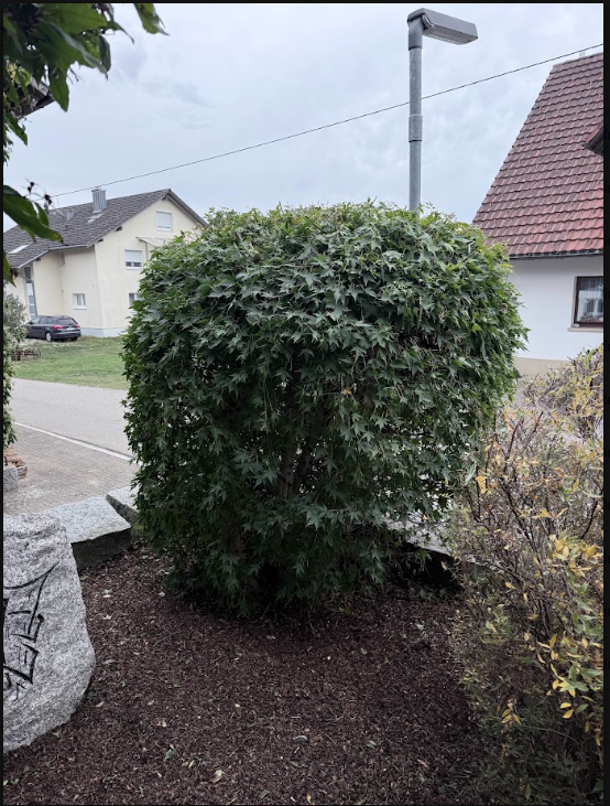 Frisch geschnittener, runder Heckenstrauch im Vorgarten: Gartenpflege in Waldshut-Tiengen durch TopClean