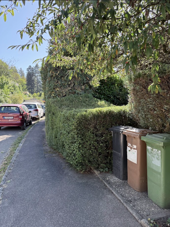 Gepflegte Hecke am Gehweg nach Heckenschnitt durch TopClean