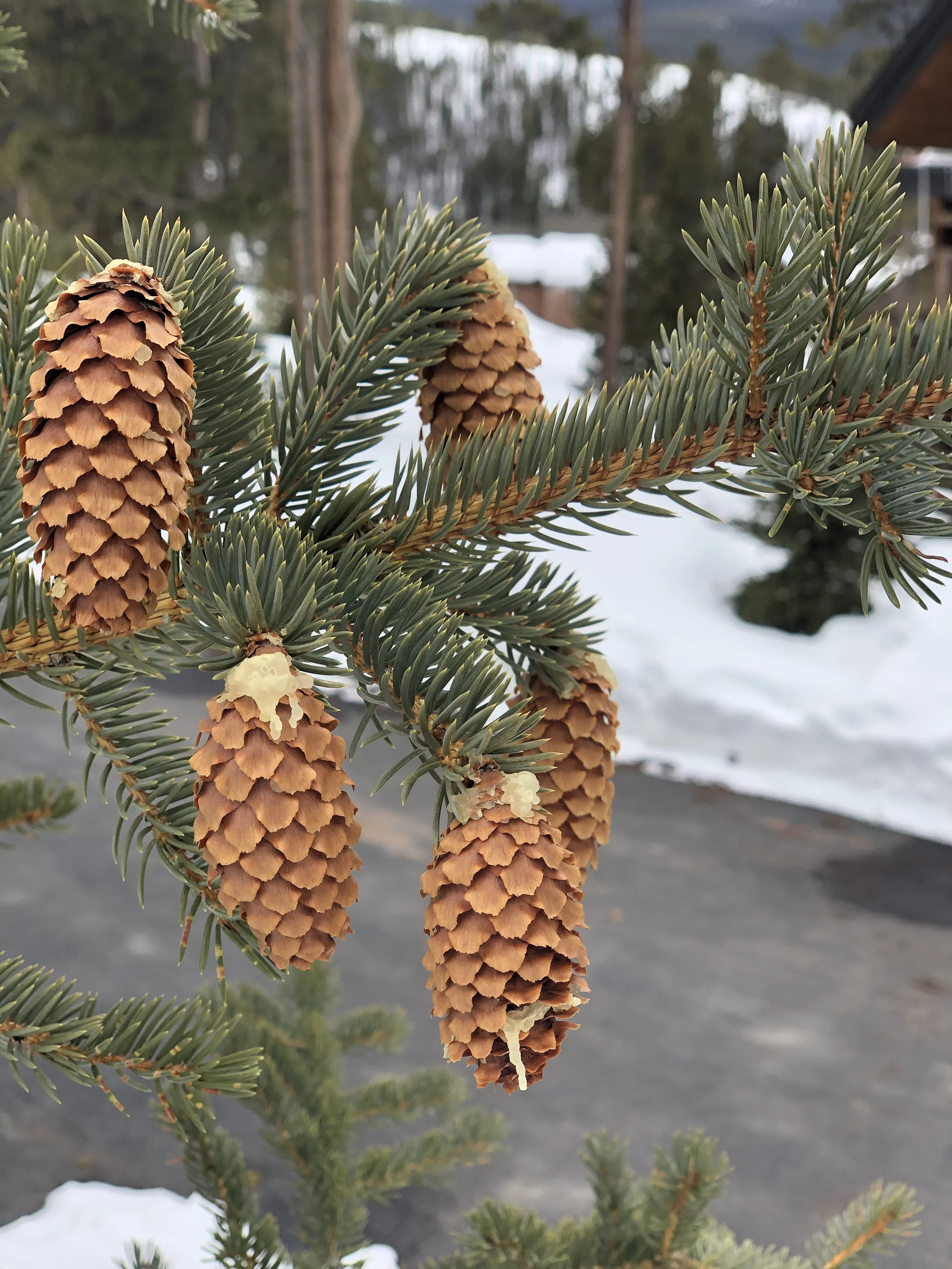 Close-up of a pine tree branch with multiple pinecones and green needles, some snow in the background.