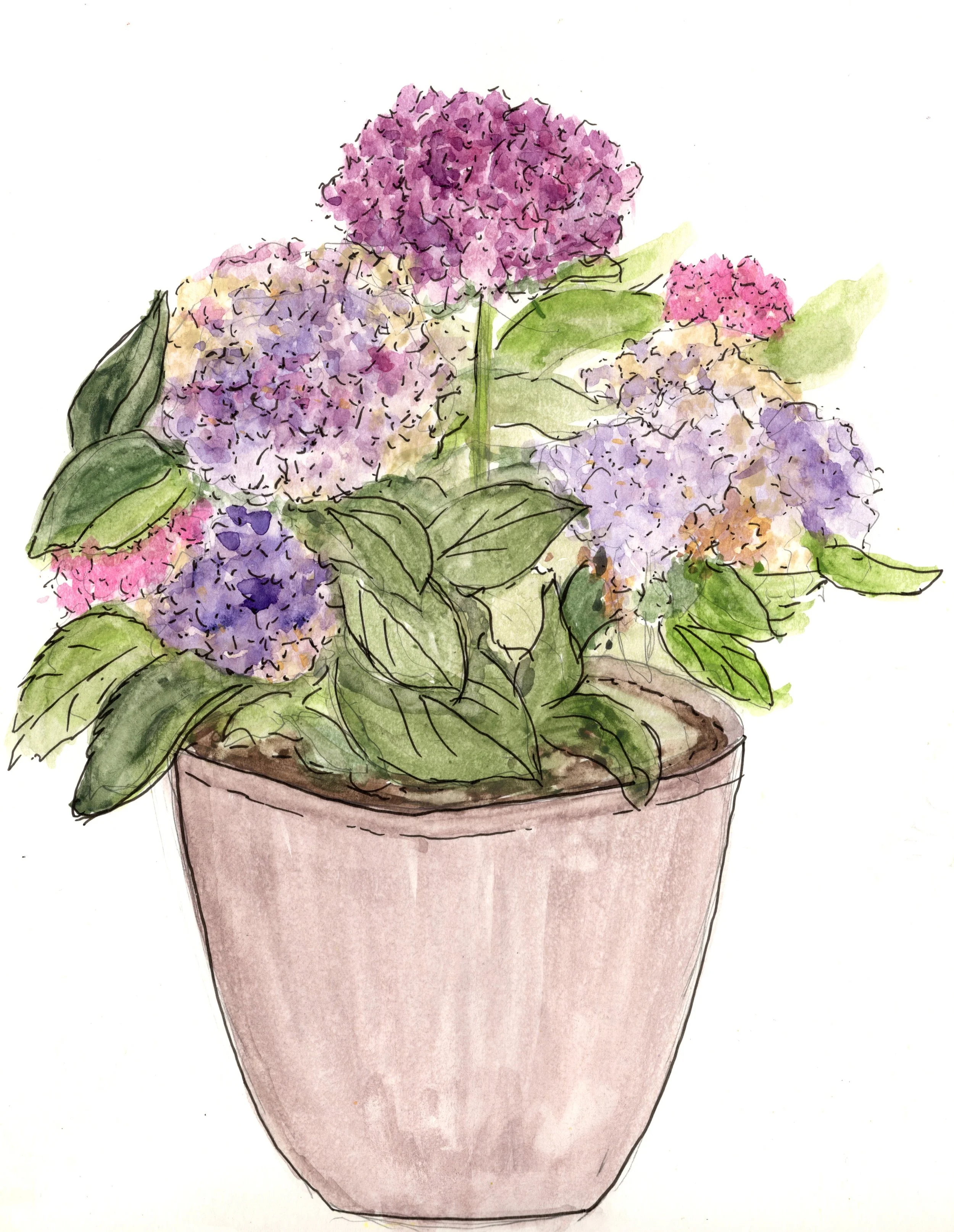 Hydrangea