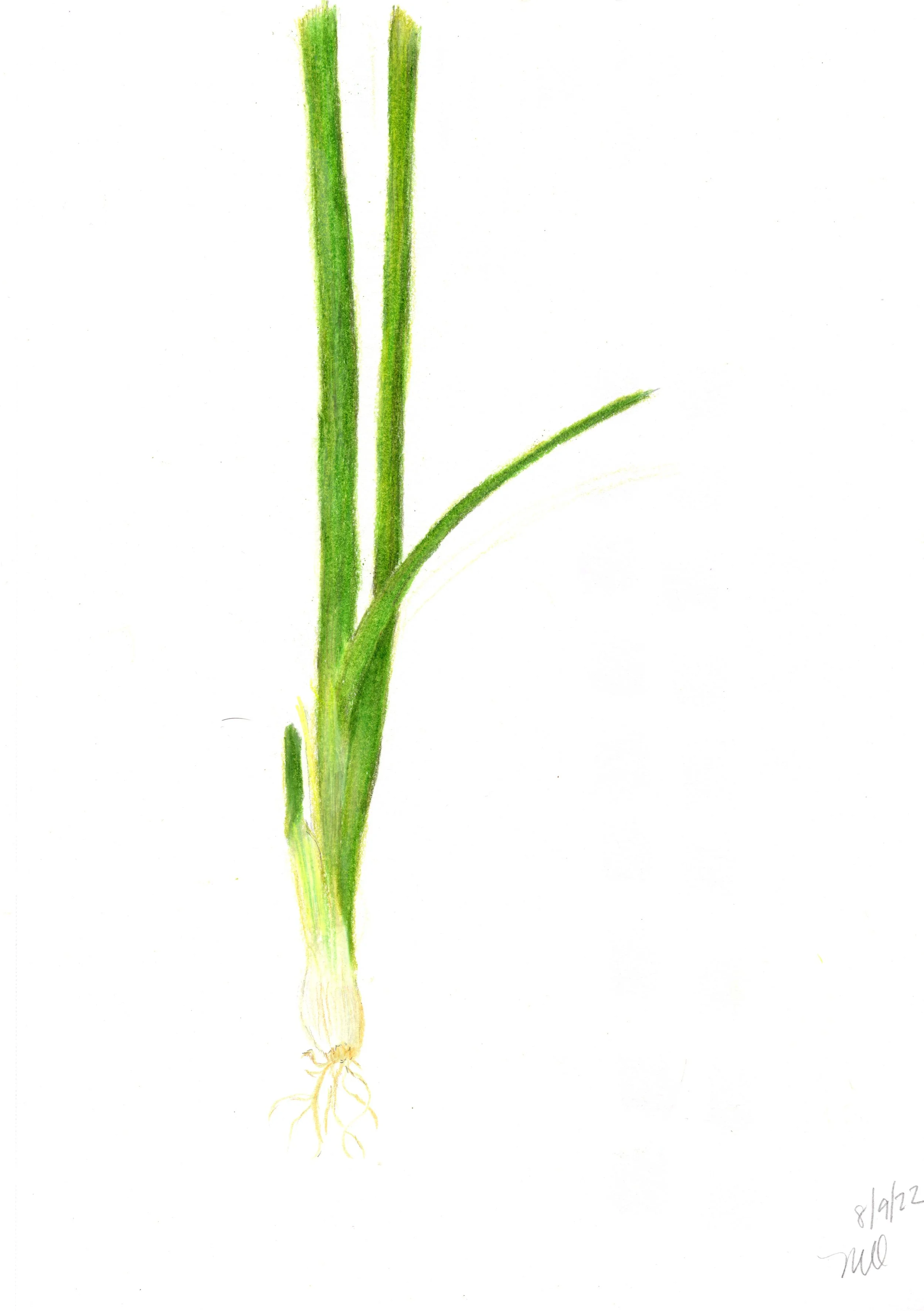Tall Onion 