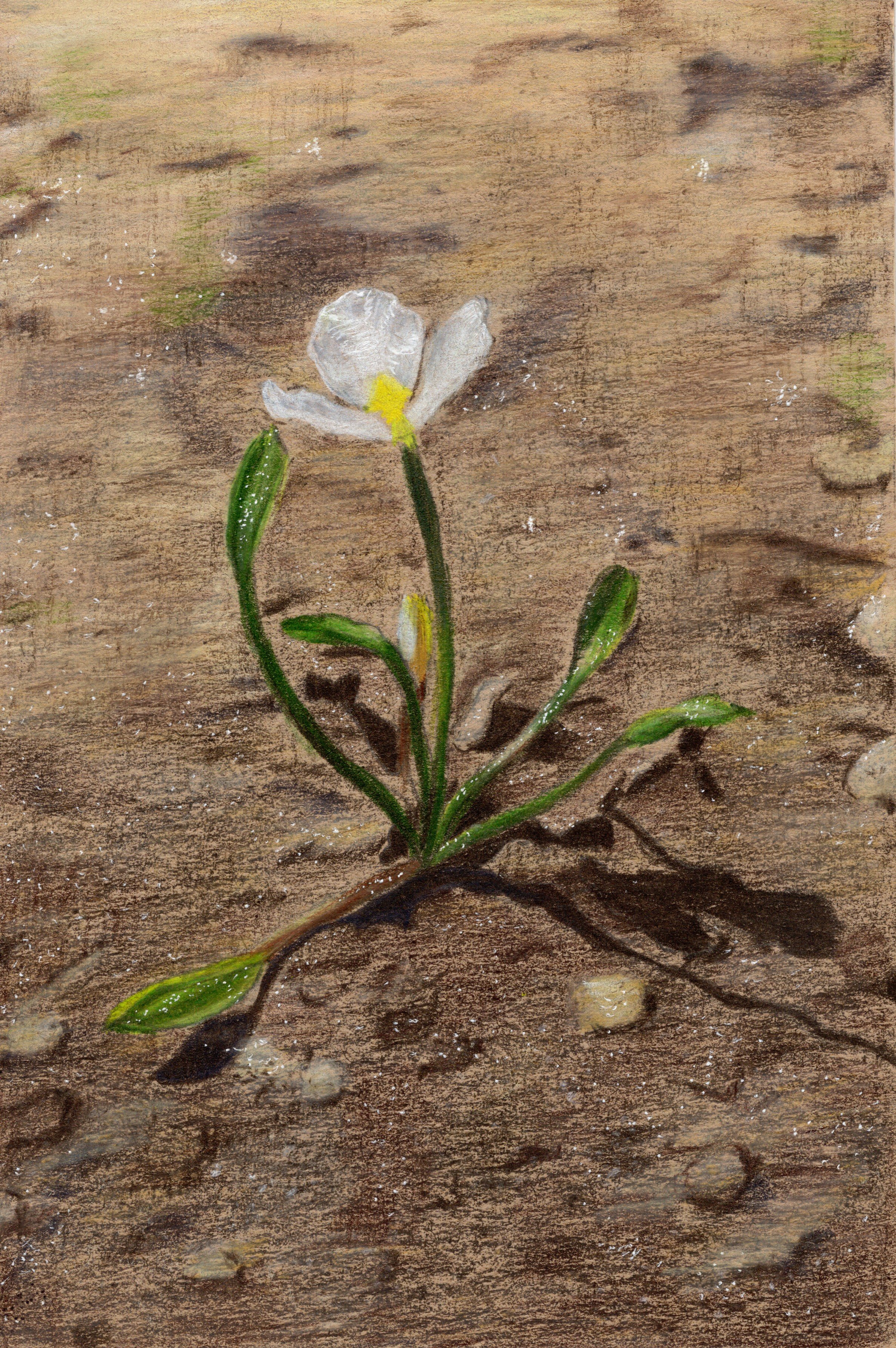 Tiny Beauty