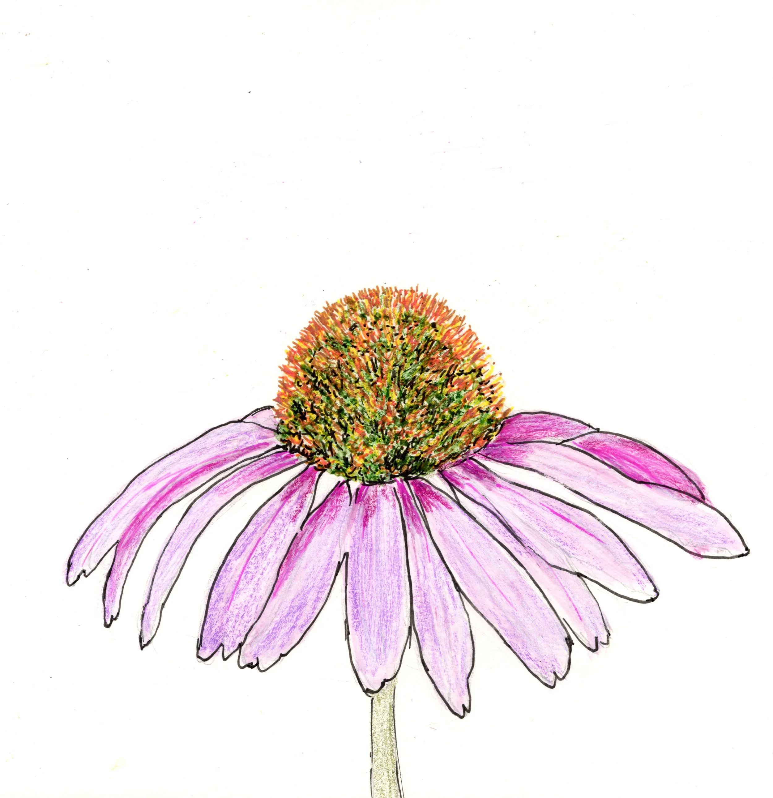 Coneflower