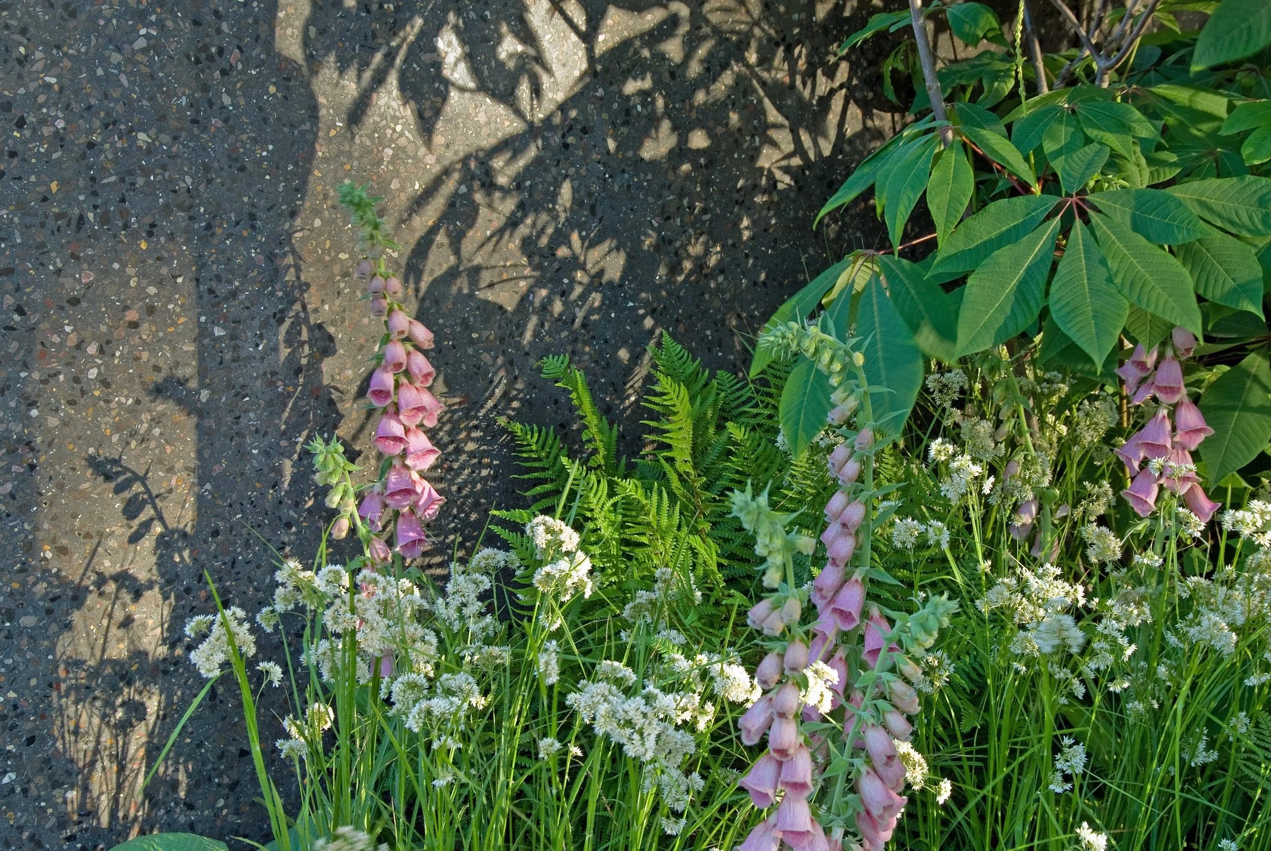 Landscape Design Consultation