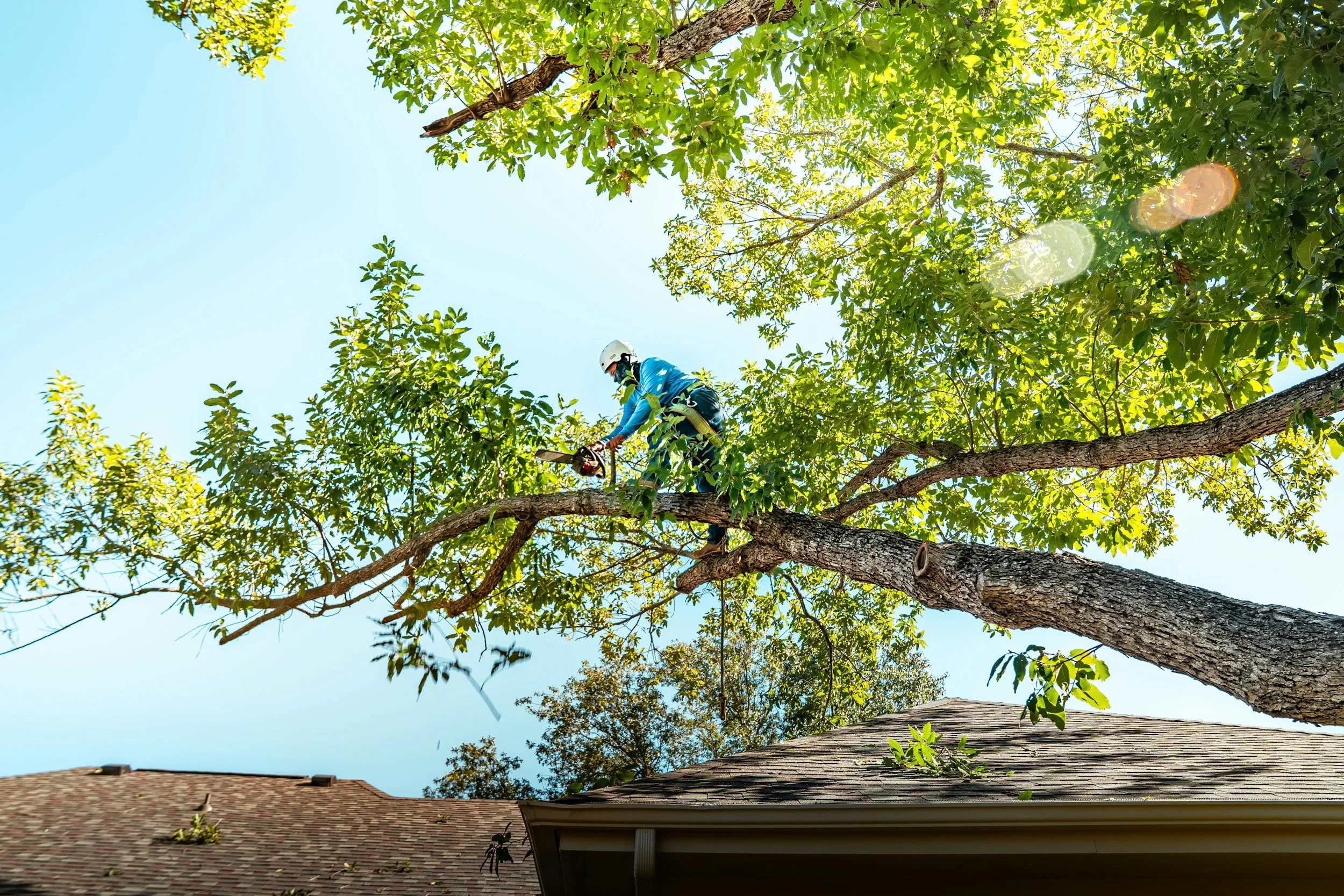 A person wearing protective gear and a helmet climbing a large tree near a house with a shingled roof.