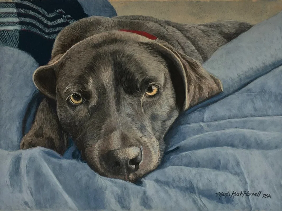 Dark brown dog with gold eyes laying on a gray-blue blanket