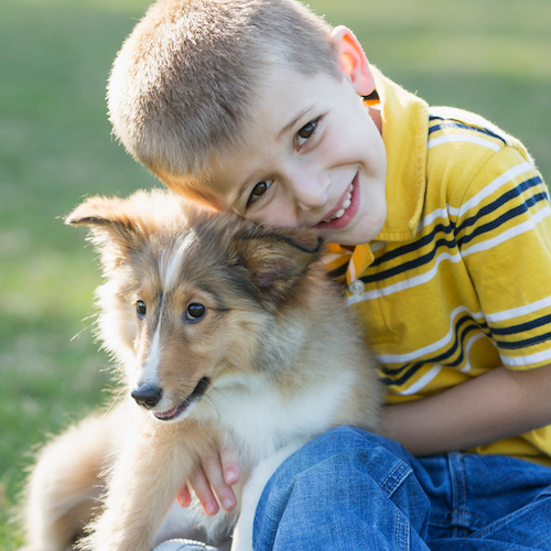 Photo of a little boy holding a young Sheltie puppy.