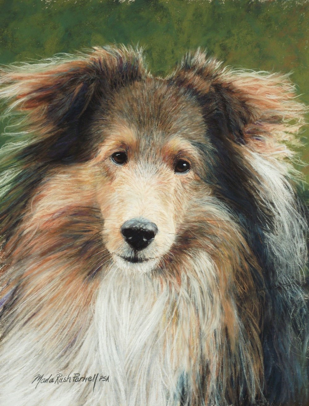 Pastel painting of a Sheltie, head and shoulders, against a green background