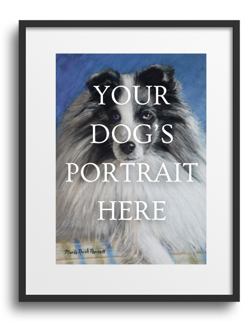 Sheltie Portrait 8"x10"