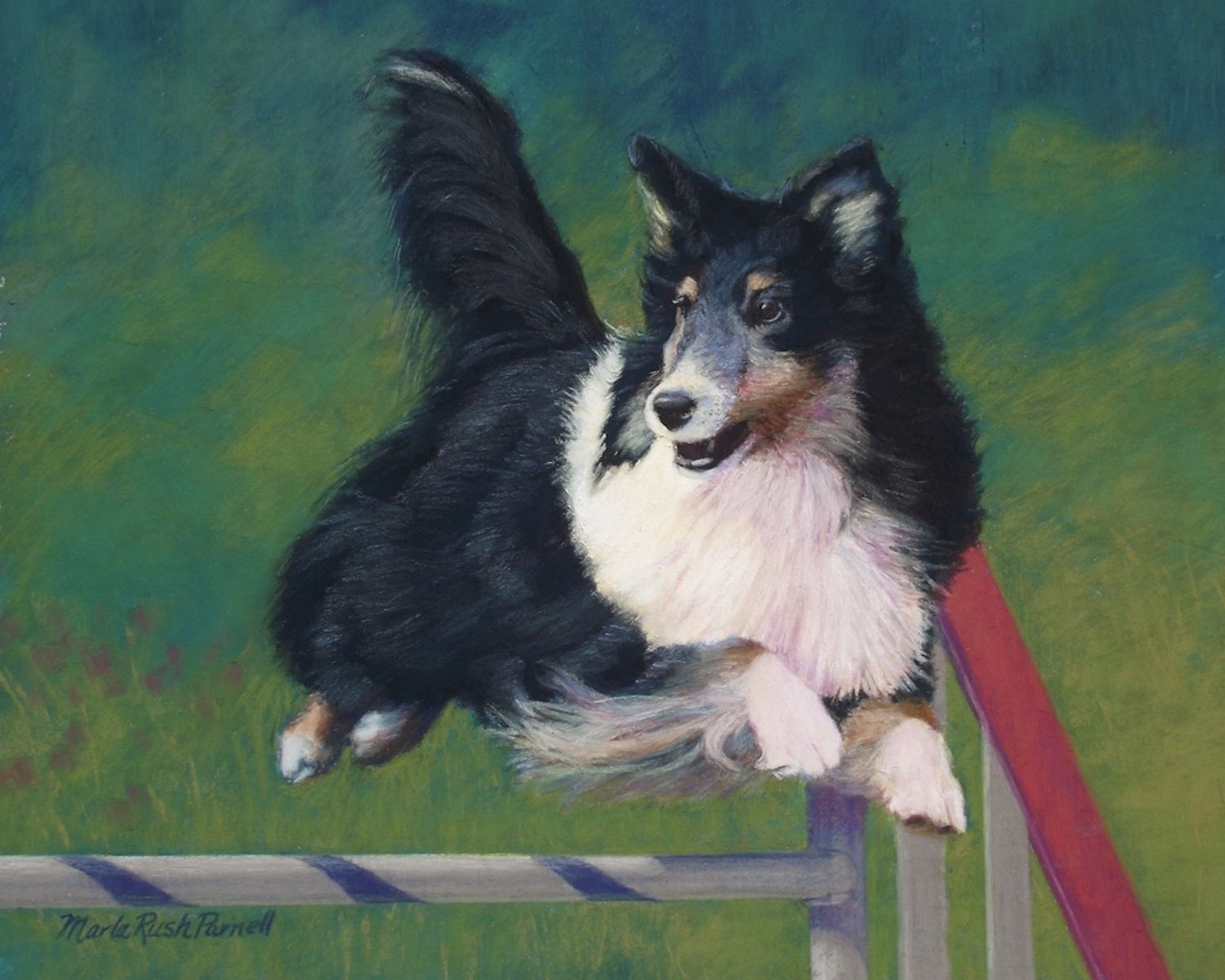 Pastel painting of a black and white Sheltie jumping over a pole in an agility trial.