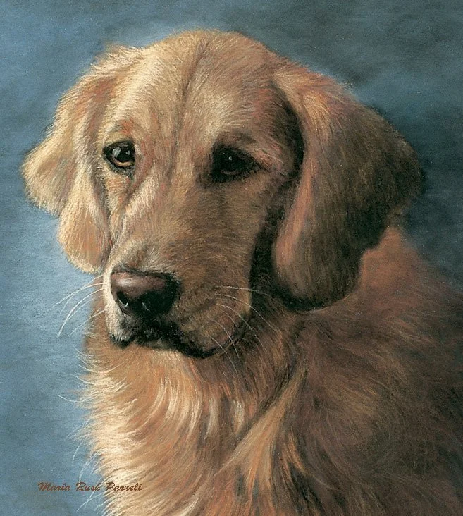 Painting of a Golden Retriever against a gray-blue background