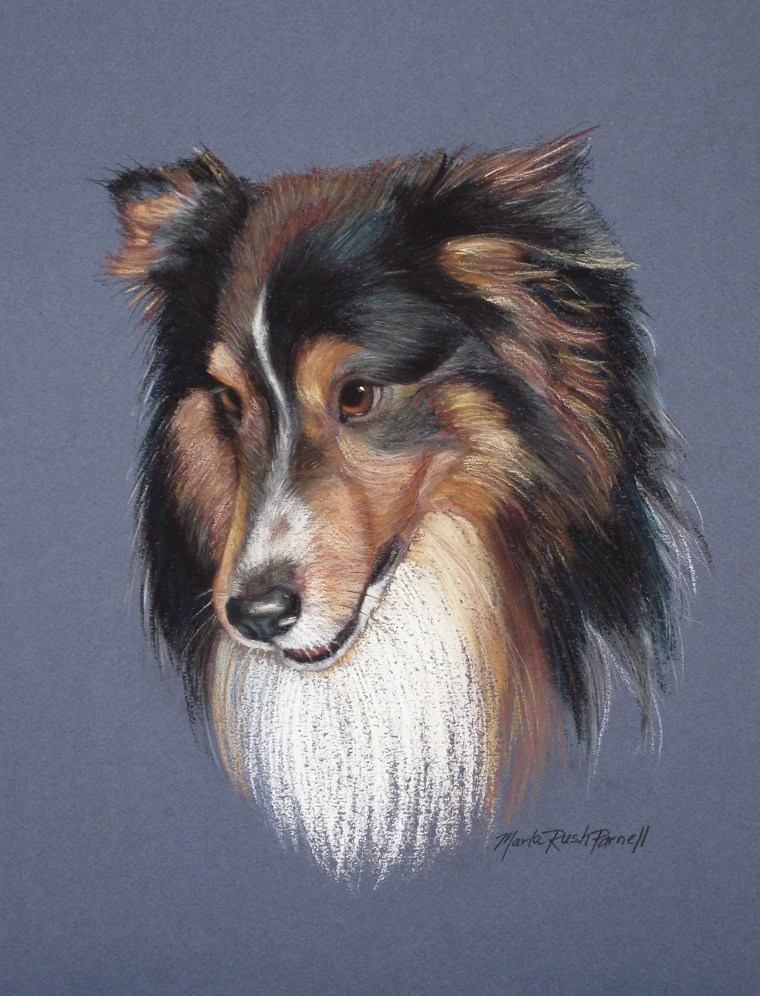 Pastel painting of a Sheltie, head only, against a gray-blue background
