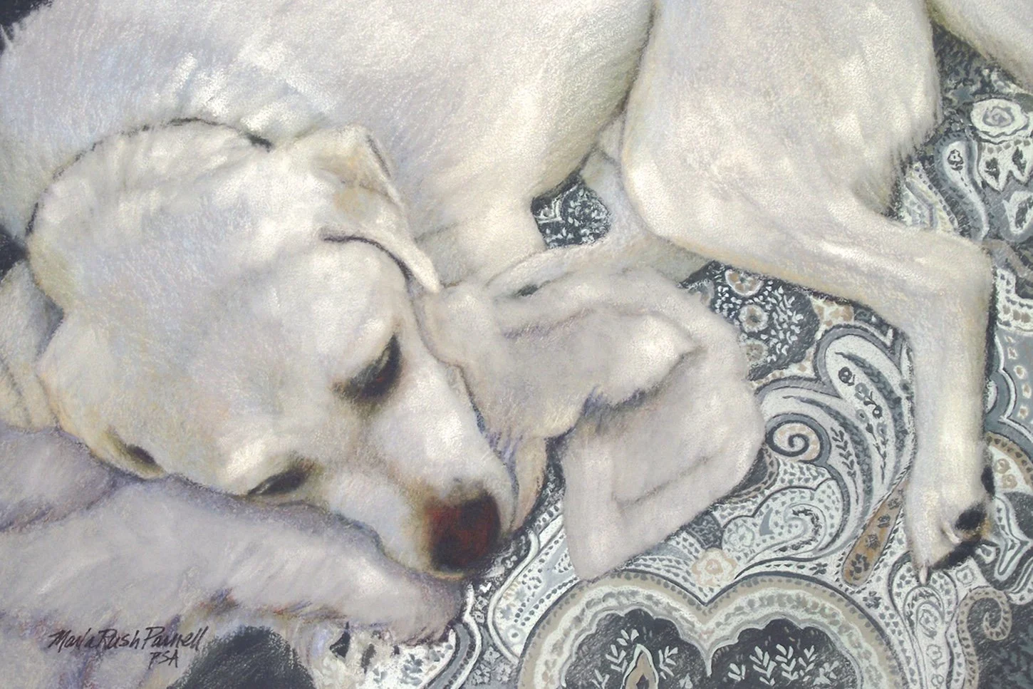 Pastel painting of a sleeping white Labrador Retriever