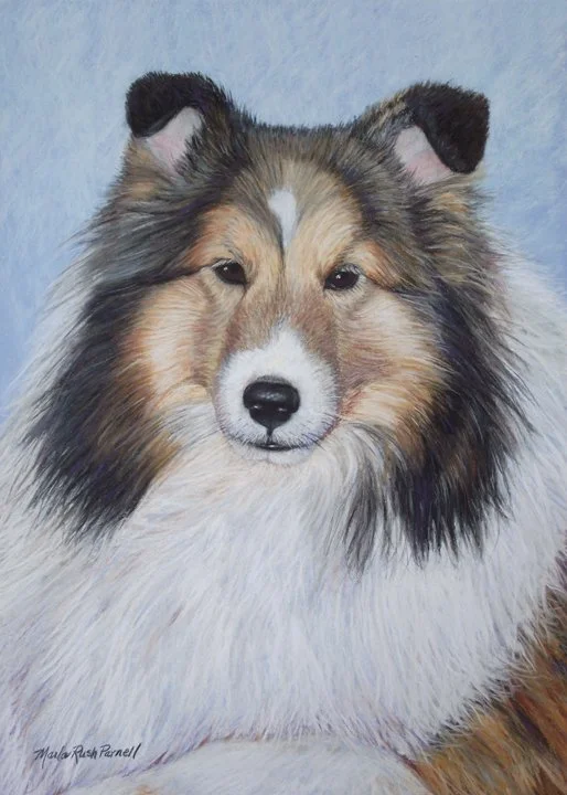 Pastel painting of a Sheltie, head and shoulders, against a light blue background