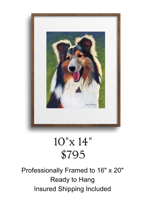 Example of a 10x14 inch Sheltie portrait