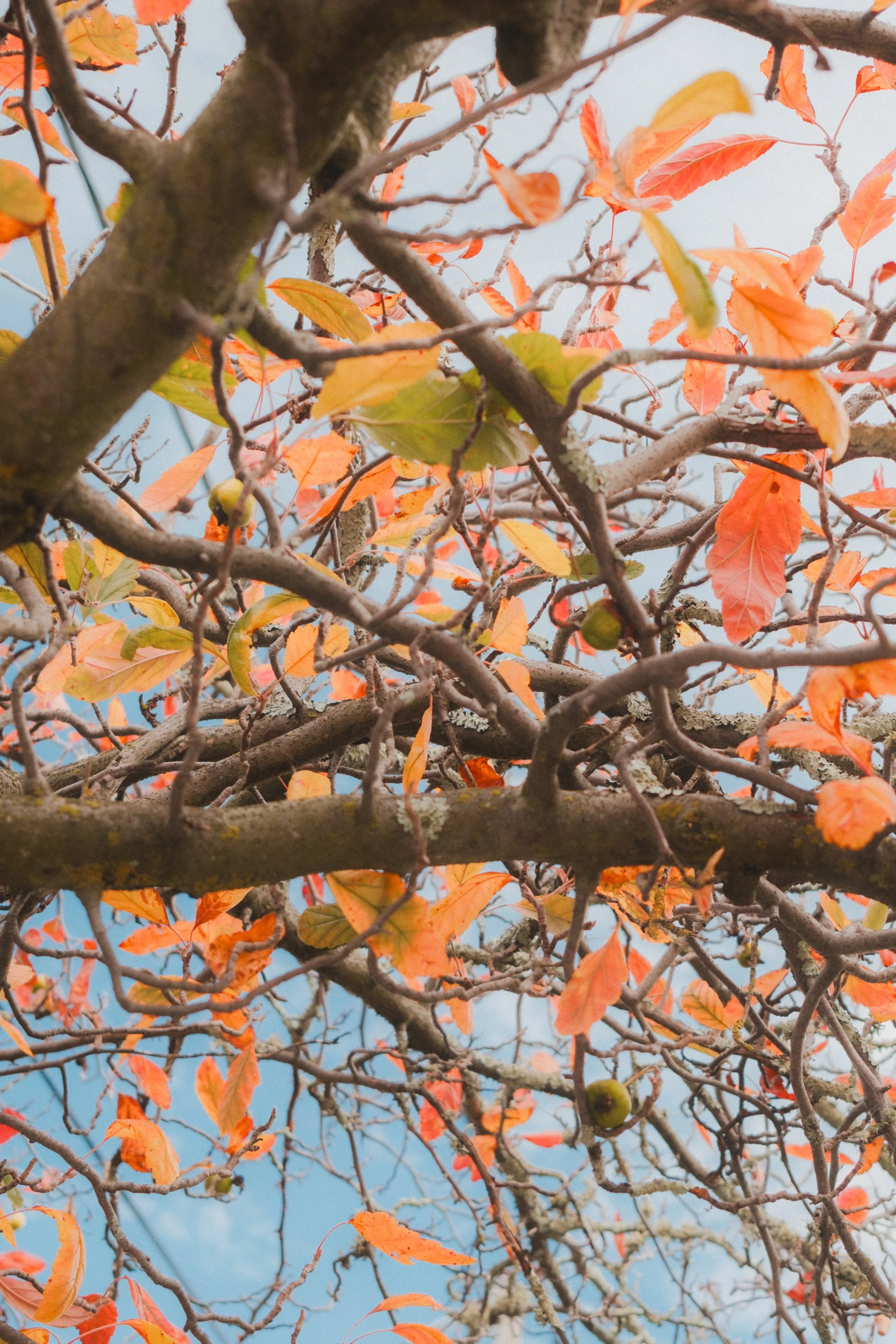 Close-up view of tree branches with orange and yellow leaves and green fruit, against a cloudy sky.