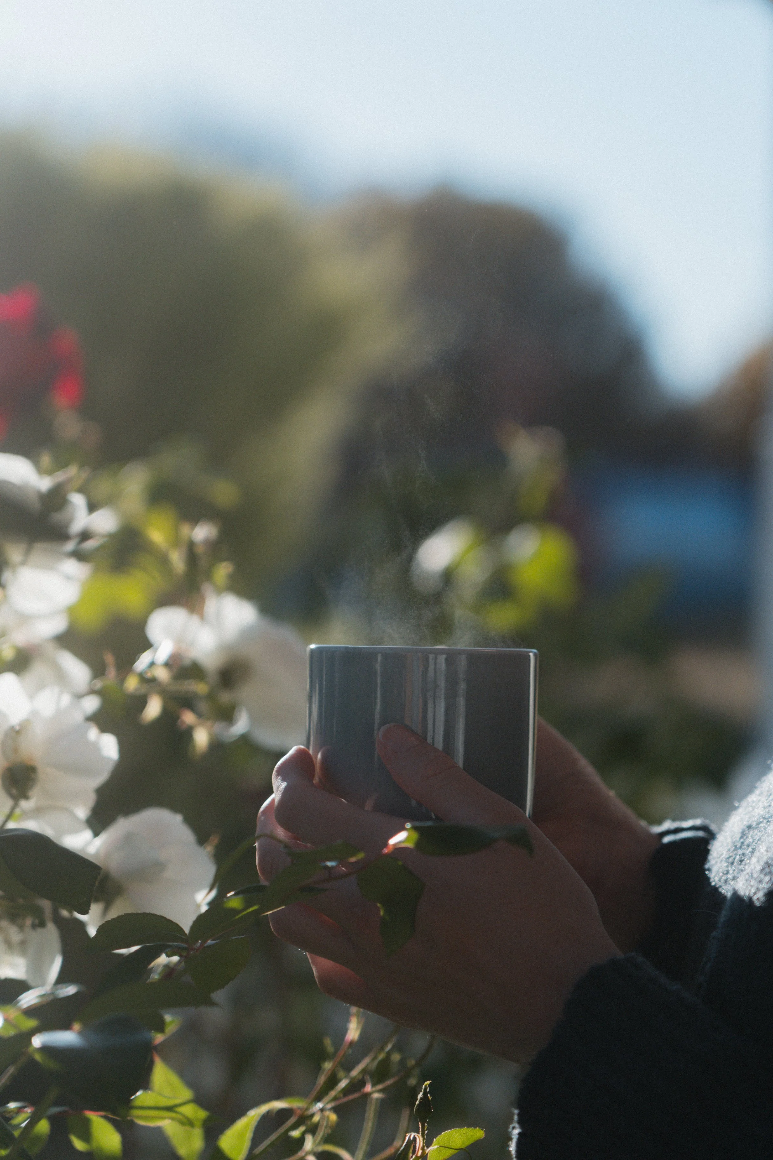 Person holding a smartphone in front of blooming white flowers outside on a sunny day.