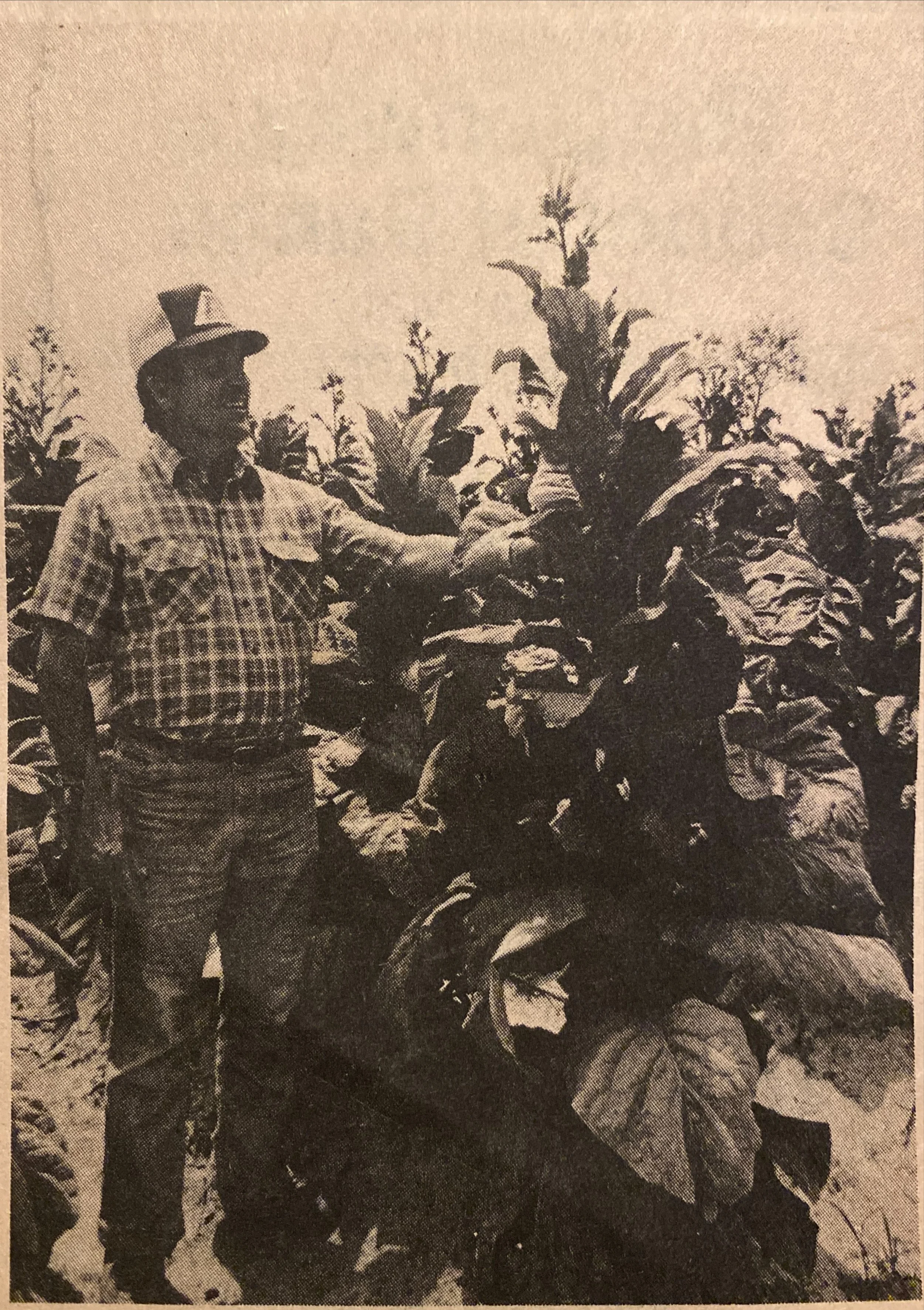 A man wearing a plaid shirt and a tall hat standing among large tobacco plants on a farm.