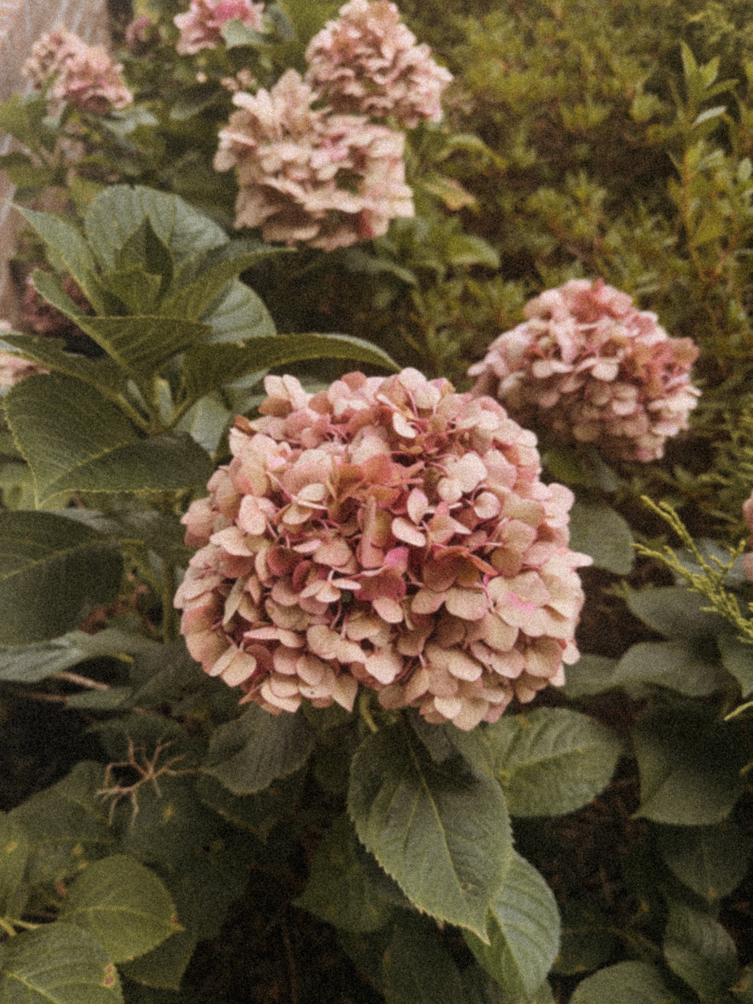 Pink and cream hydrangea flowers surrounded by green leaves.