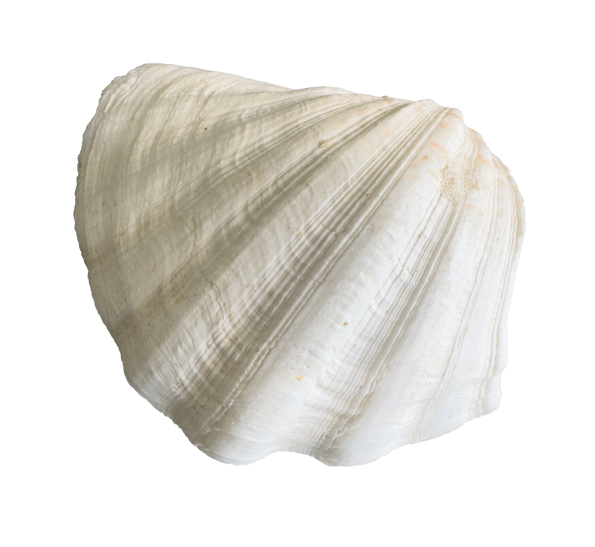 Close-up of a white seashell with ridges and a slightly pinkish hue.