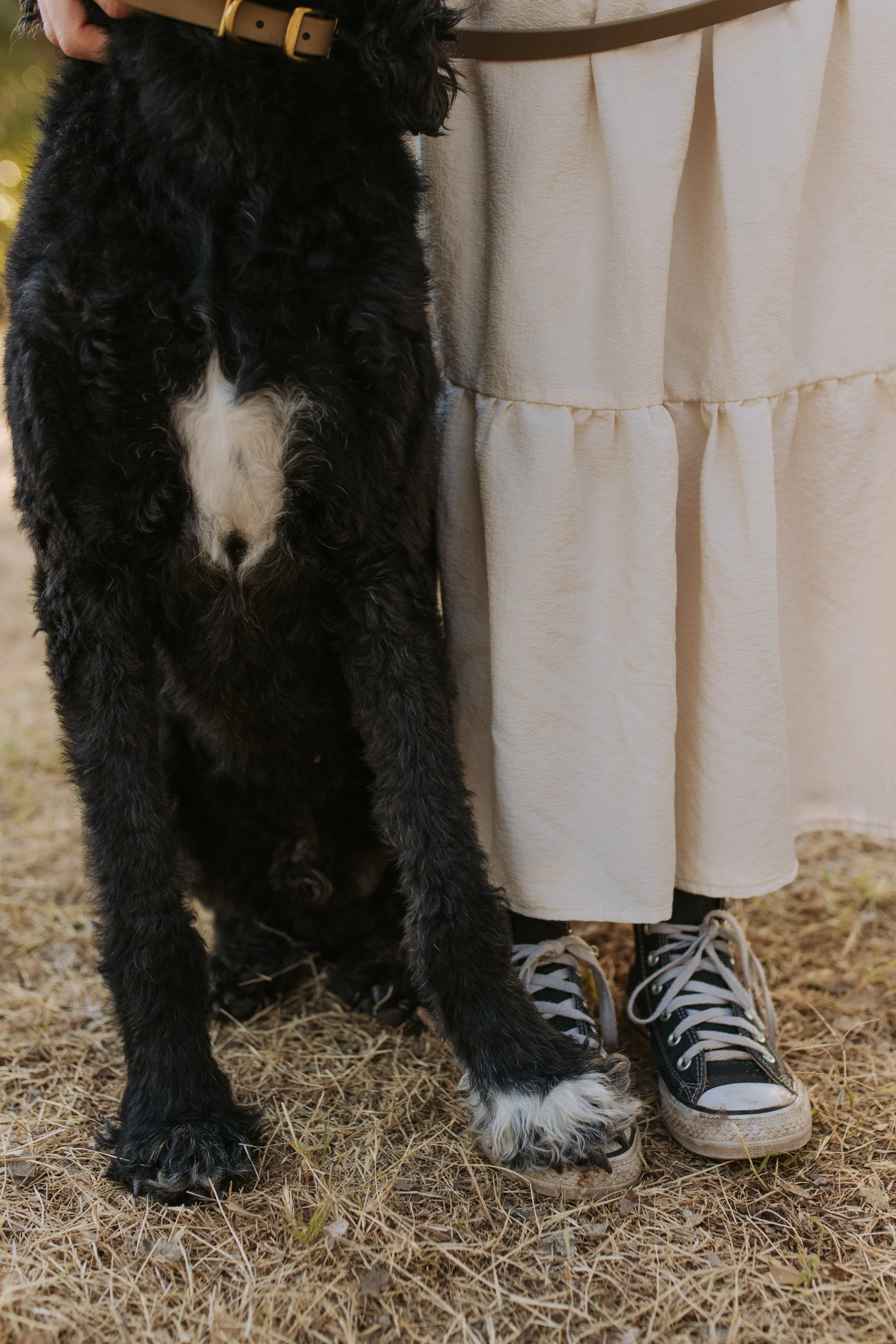 A black and white puppy with curly fur standing on dry grass, partially held by a person wearing beige pants and black sneakers with white laces.
