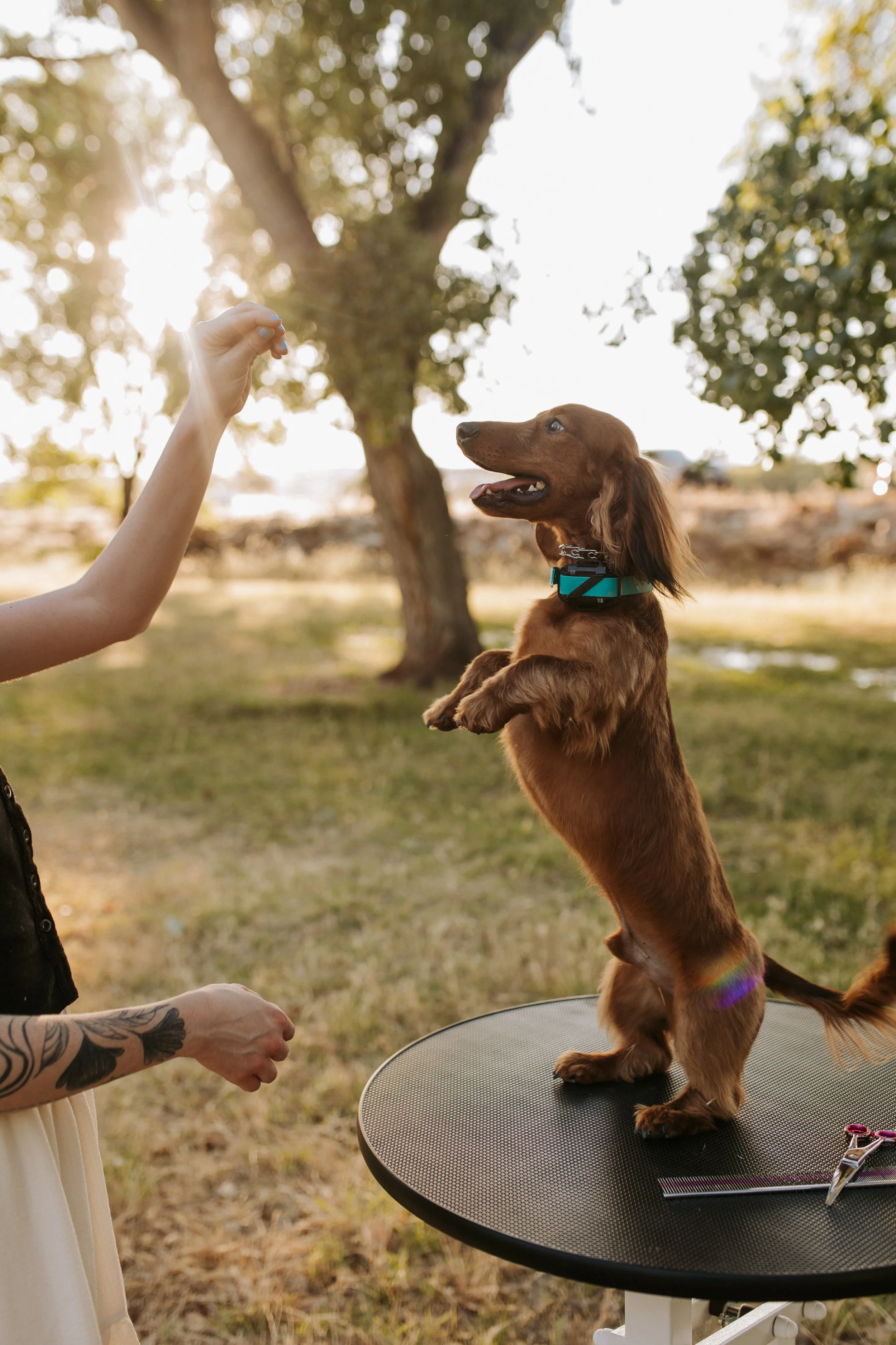 A small brown long-haired dachshund stands on a grooming table outdoors, looking up at a person holding a treat or toy. The person’s arm and hand are visible, and they have tattoos on their forearm. The background features trees and sunlight, suggesting a park or backyard setting.