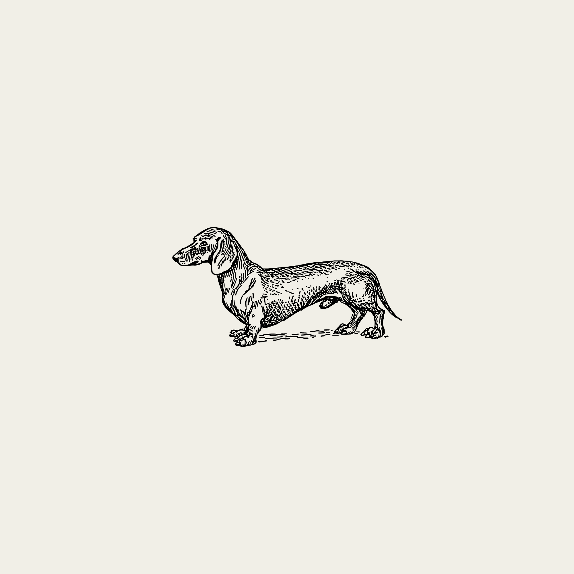 Black and white illustration of a dachshund dog with a long body and short legs, standing on a plain background.