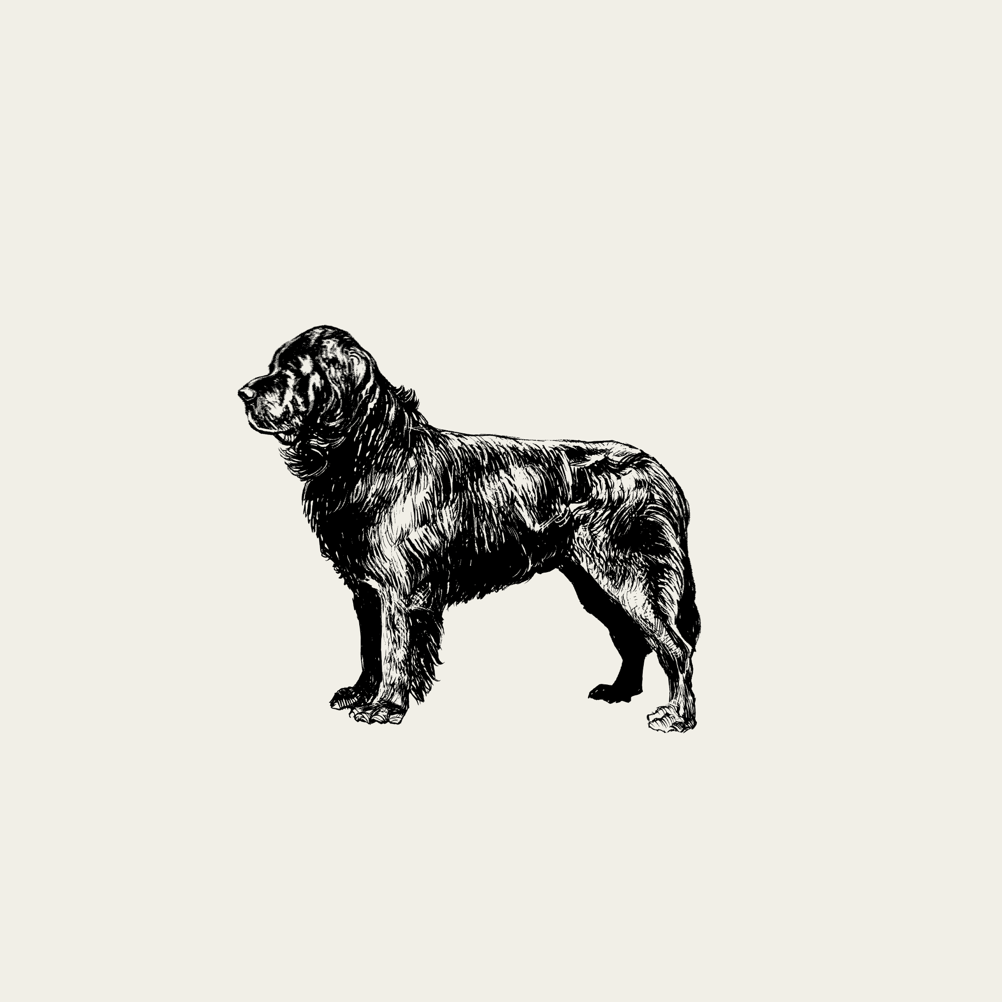 Line drawing of a retriever dog standing to the side with a neutral background.