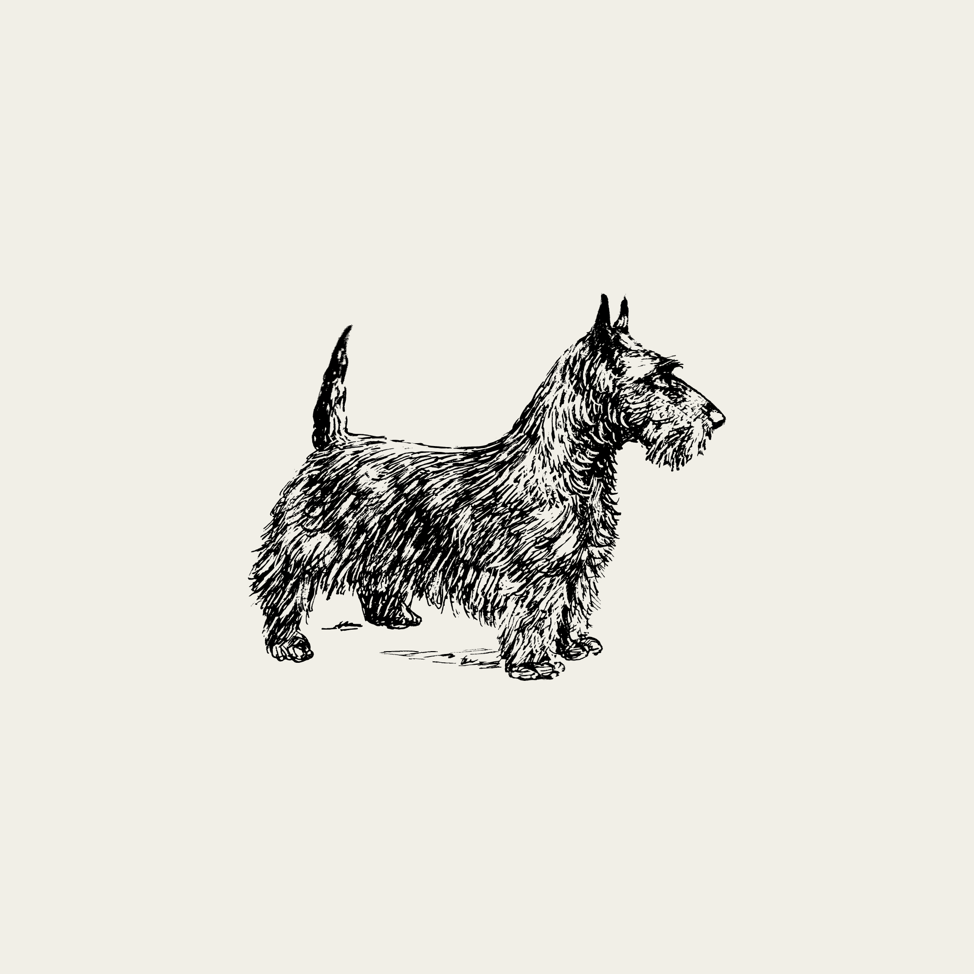 Illustration of a dog with tall ears and a bushy tail, drawn in a black and white sketch style against a light background.