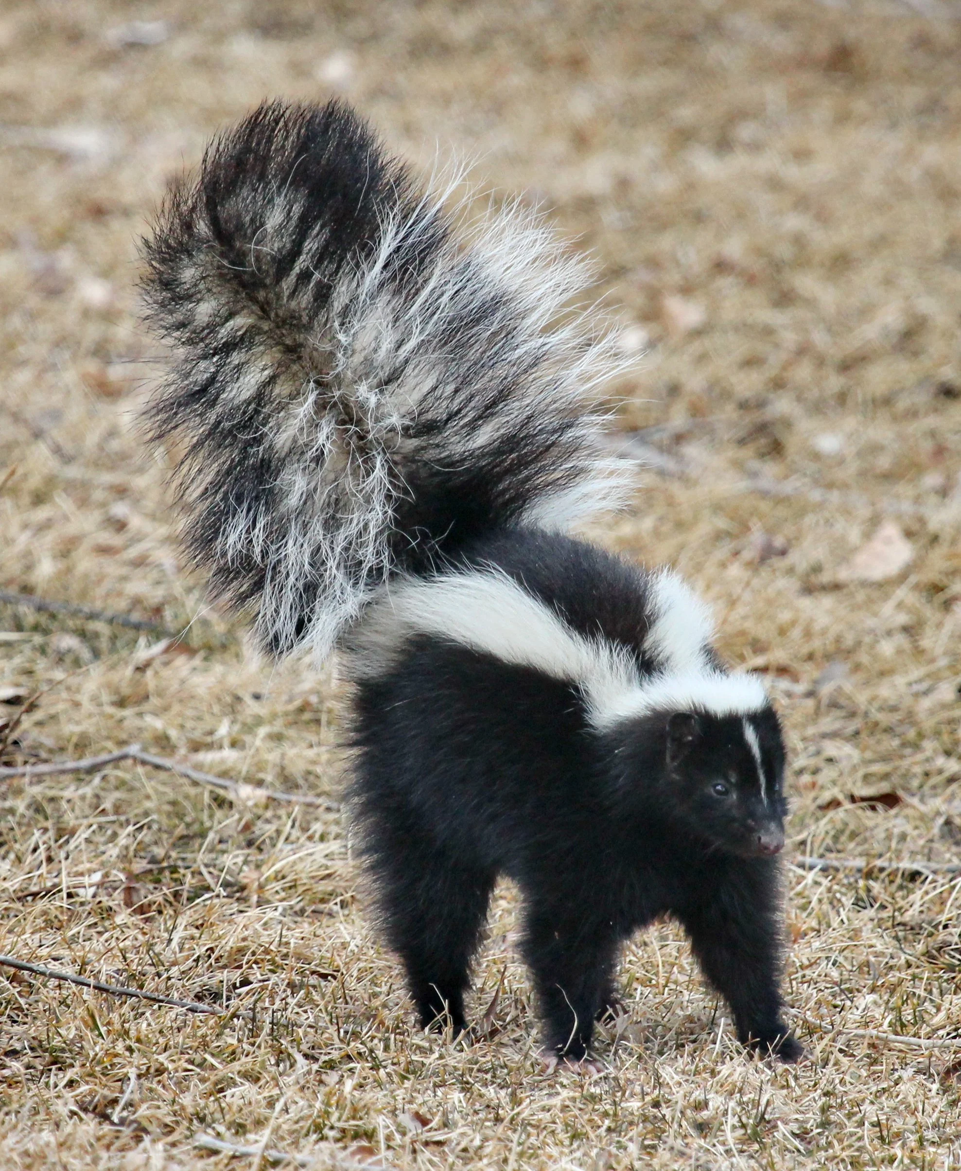 Indianapolis Skunk Removal