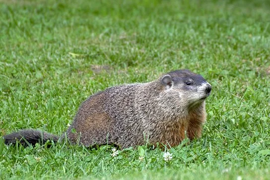 Indianapolis Ground Hog Removal