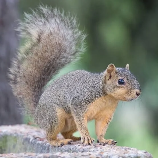 Indianapolis Squirrel Removal