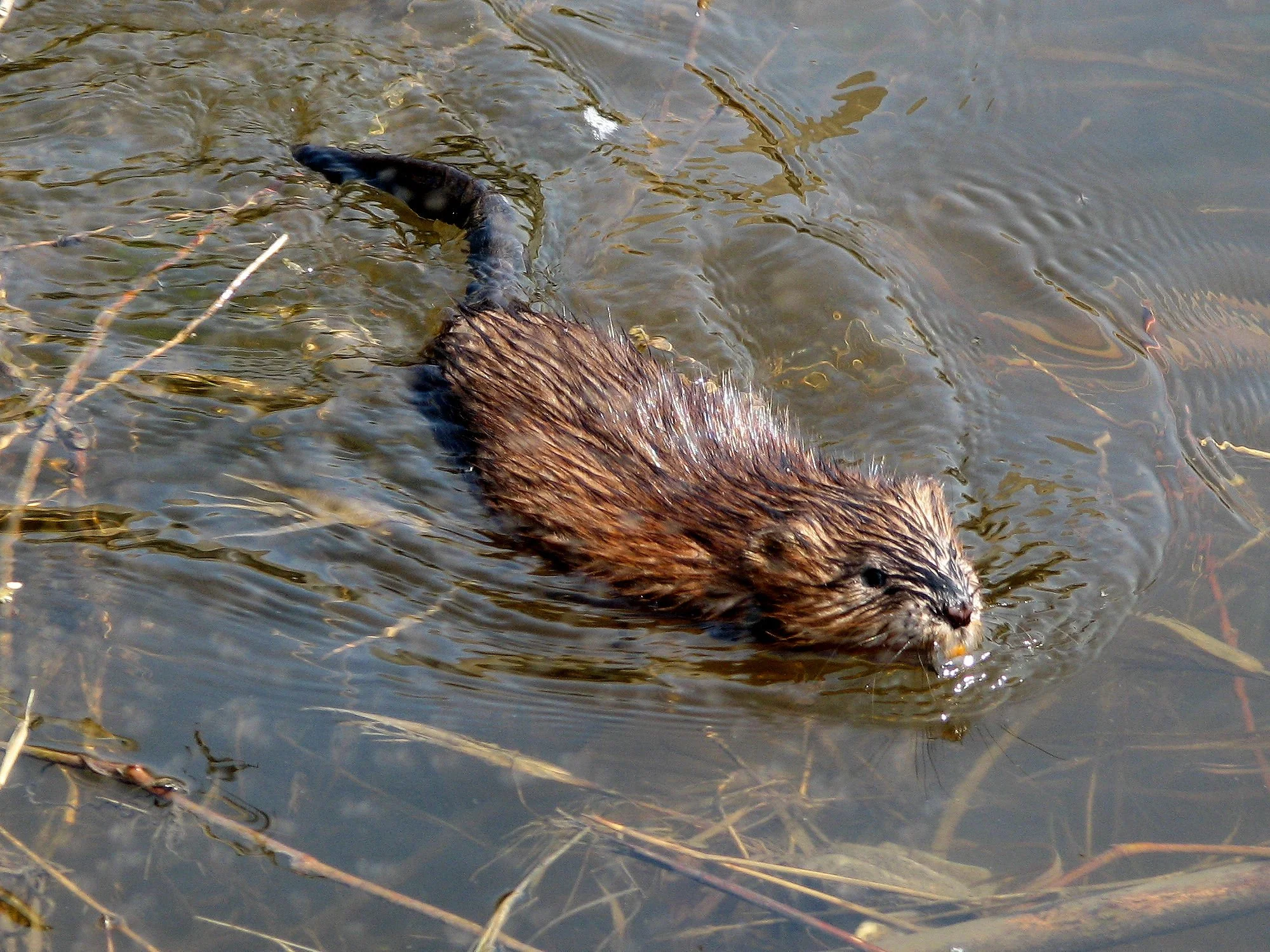 Indianapolis Muskrat Removal