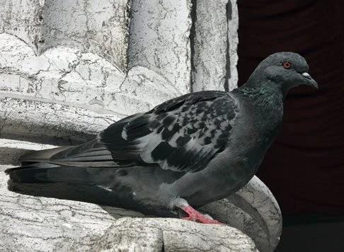 Indianapolis Bird Control