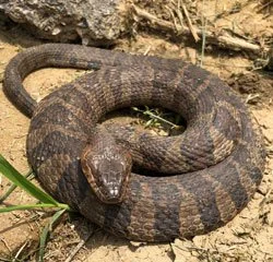 Indianapolis Snake Control